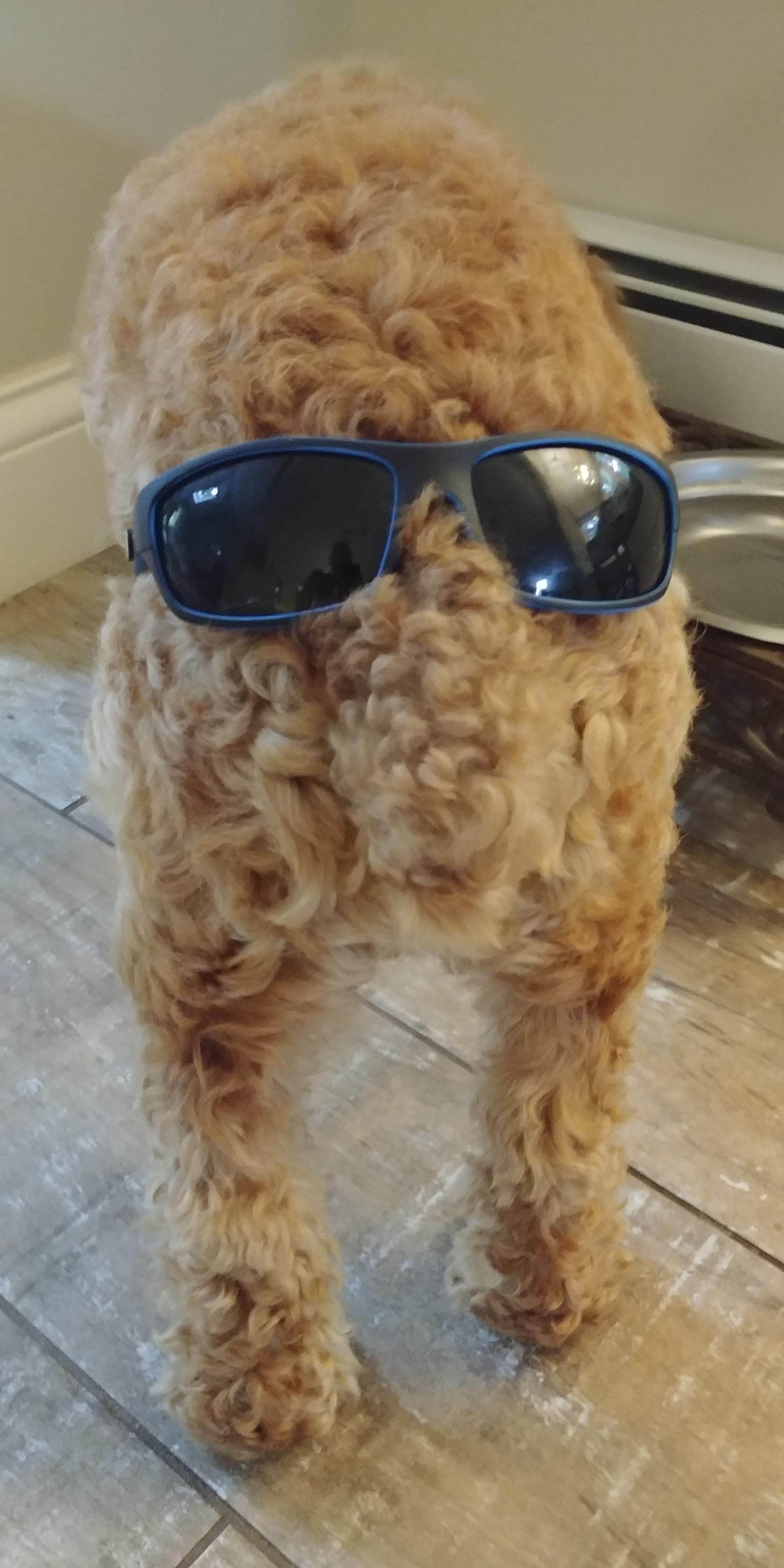 Put sunglasses on my dogs' butt ans it looks like Squidward or a