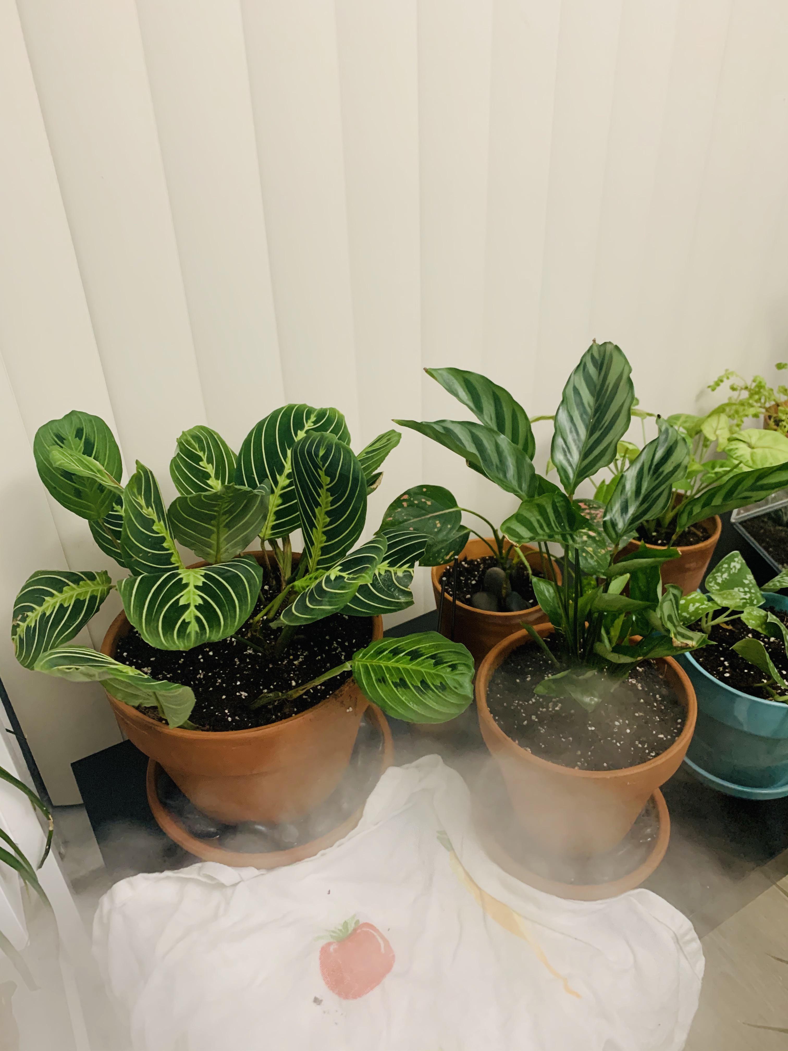 My prayer plants enjoying some humidity. I’m new to prayer
