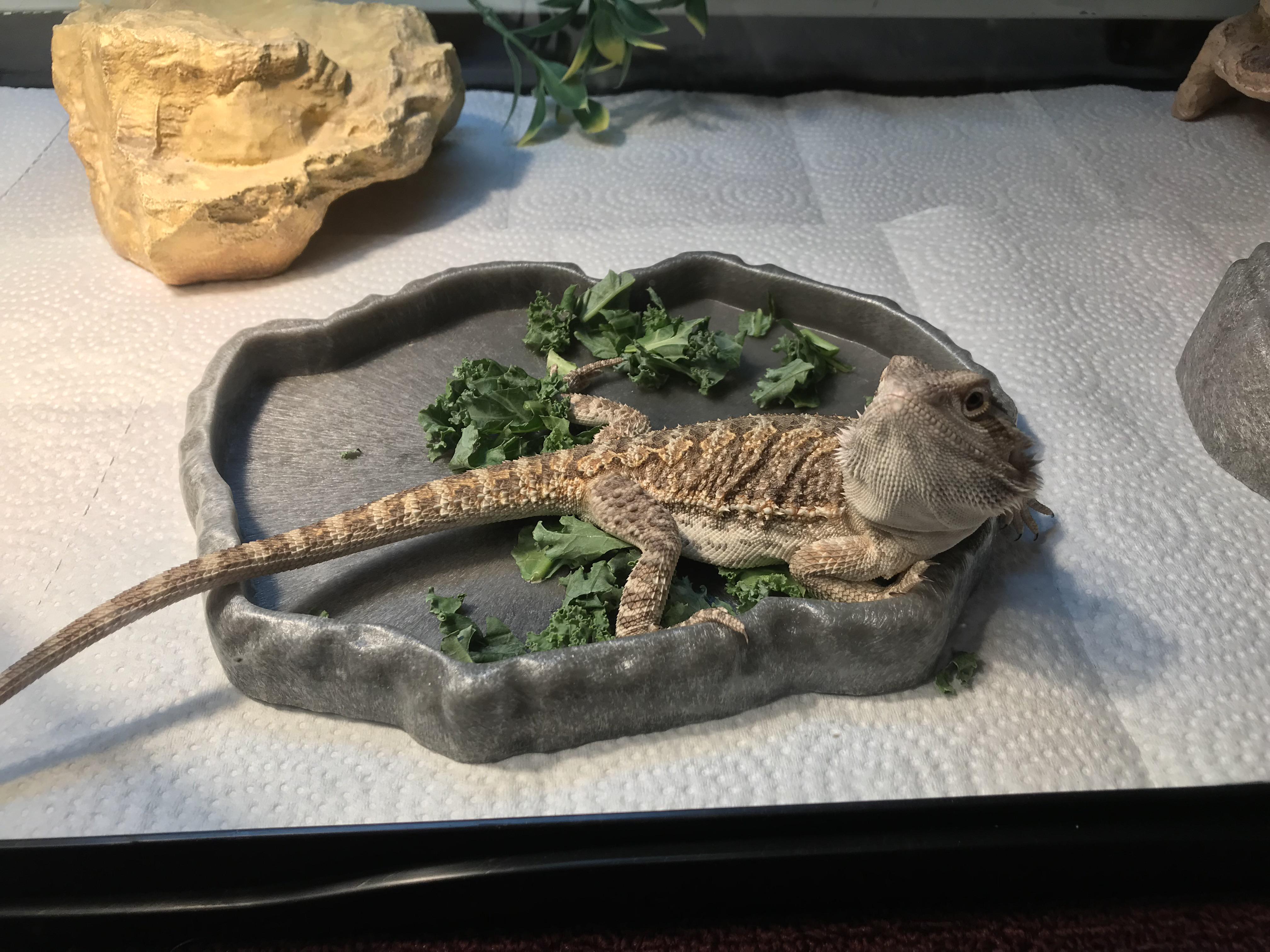 Castle of the Bearded Dragon