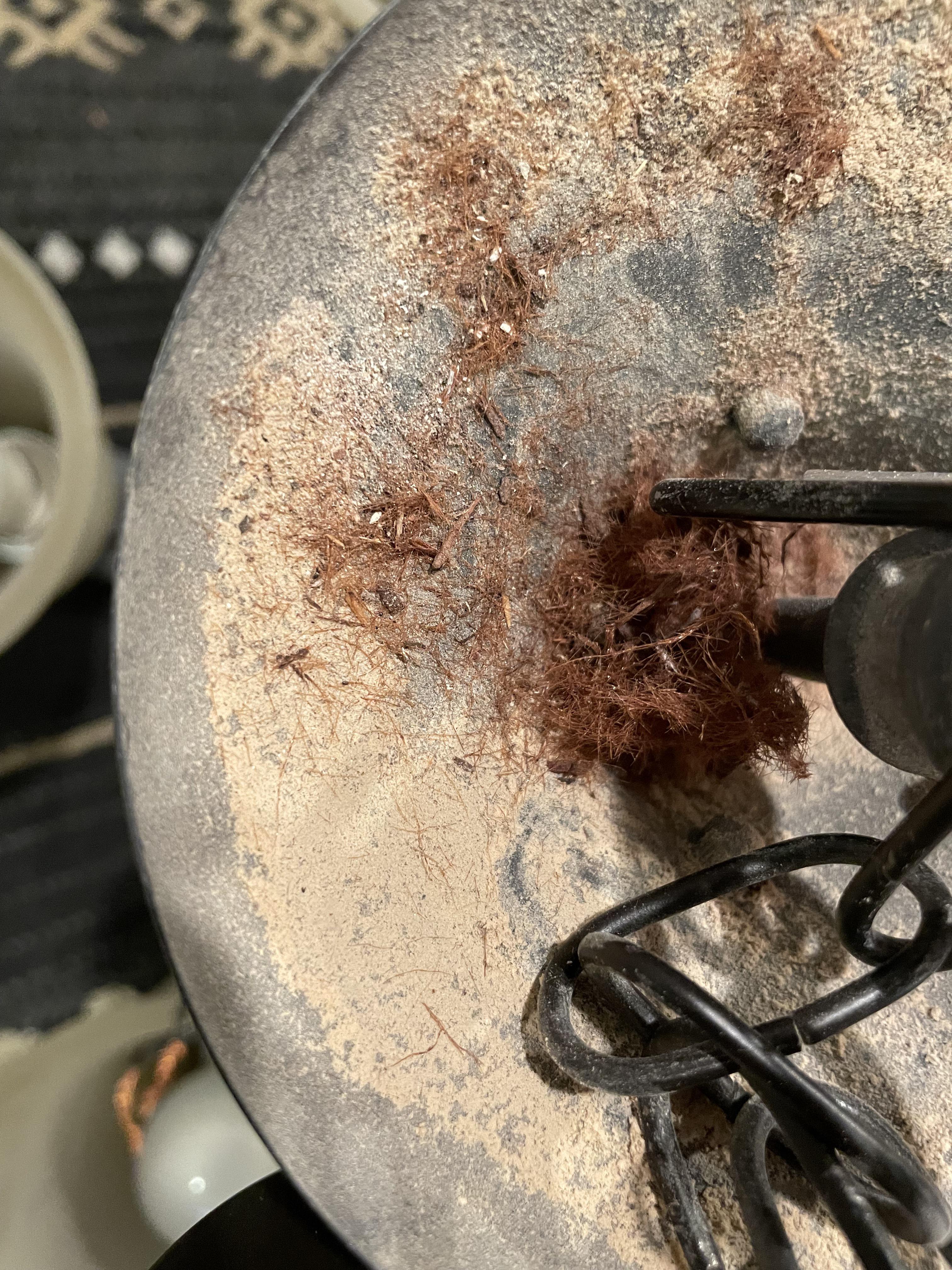 Dark brown bristlelike stuff in and around this light fixture I just
