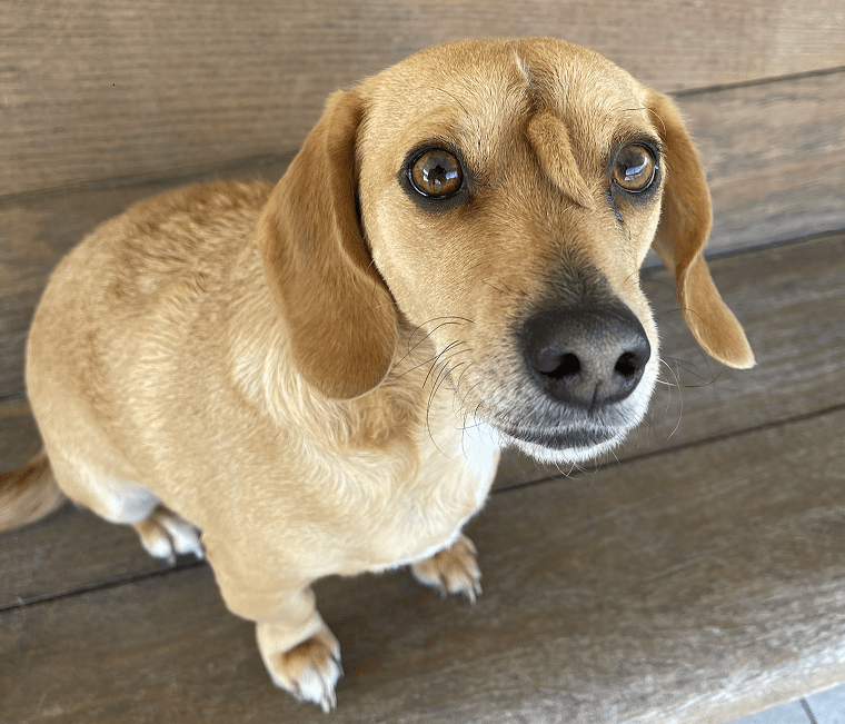 This is how Narwhal (Dog with the tail on head) looks like now.. r