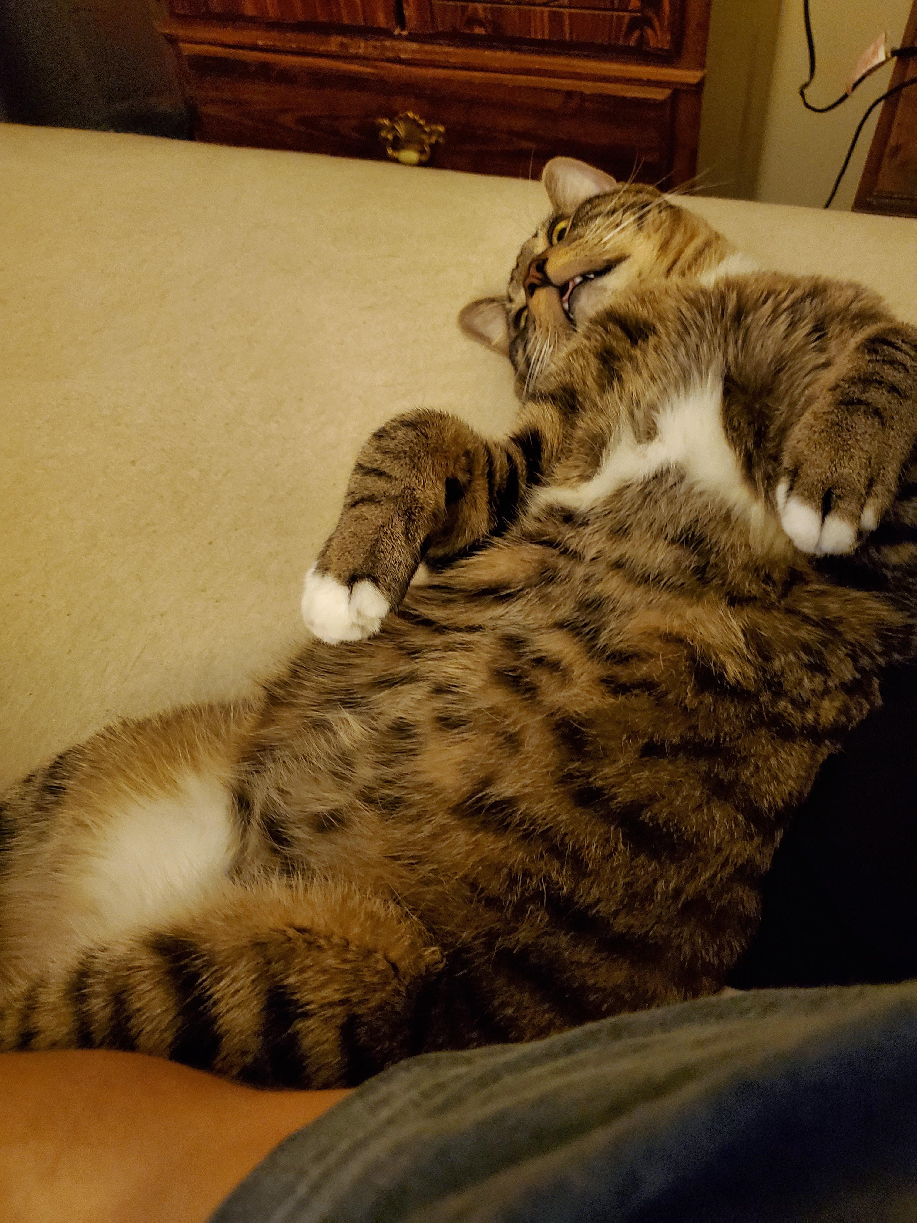 My cat only sleeps on his back... is that normal? r/funny