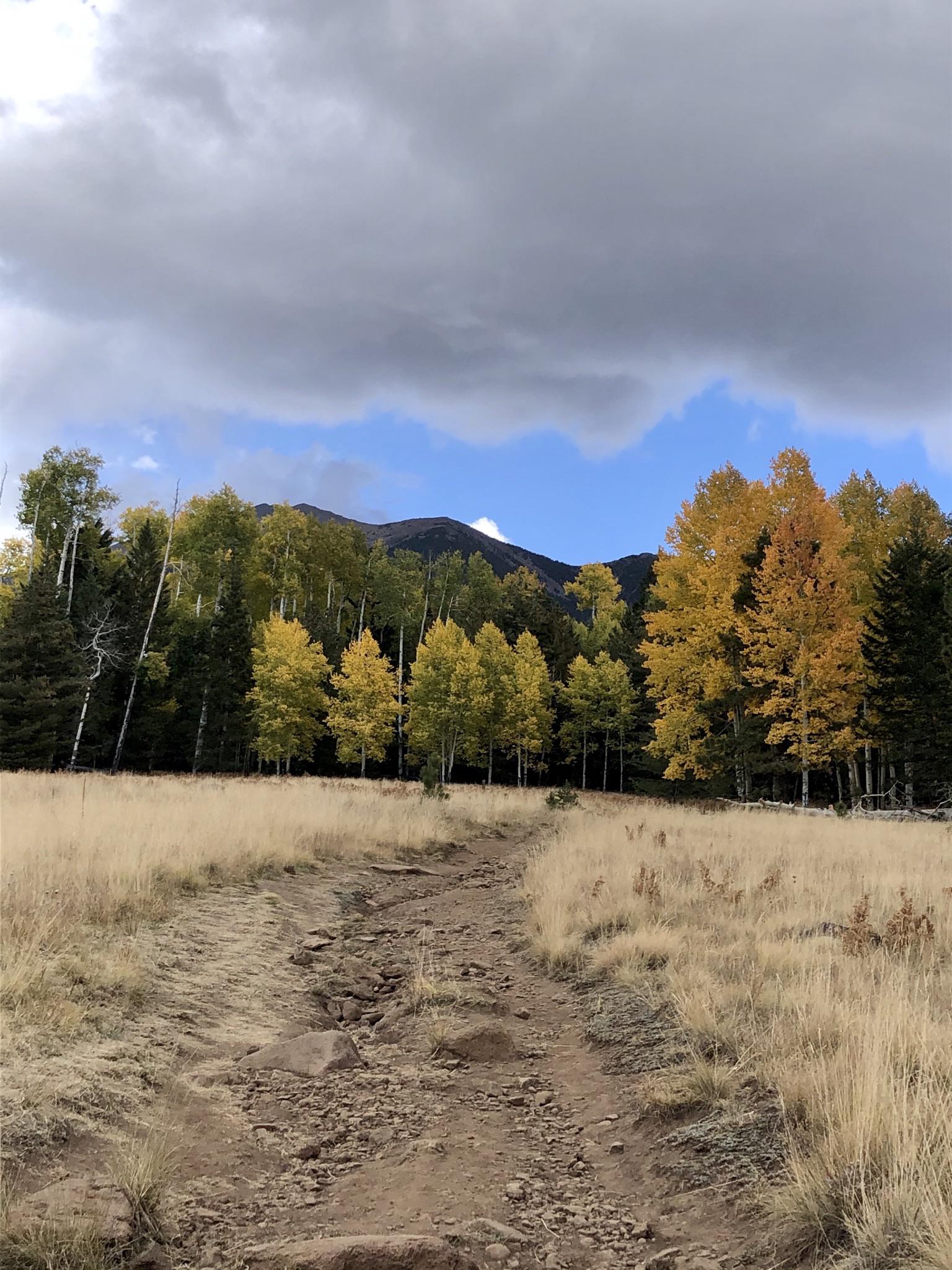 Fall in Aspen Corner r/arizona