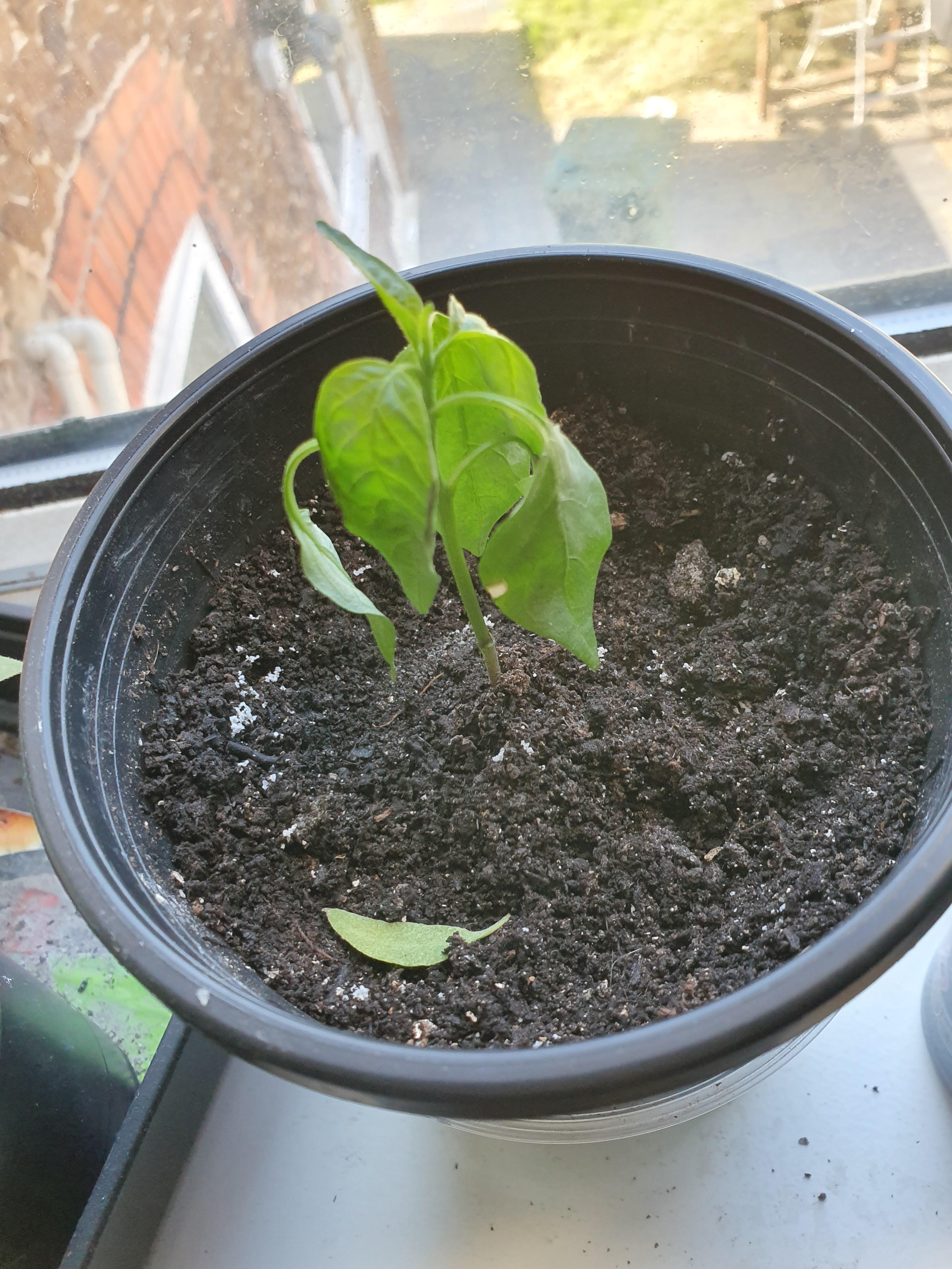 My chilli plant is wilting, just want to know ways of doing anything to