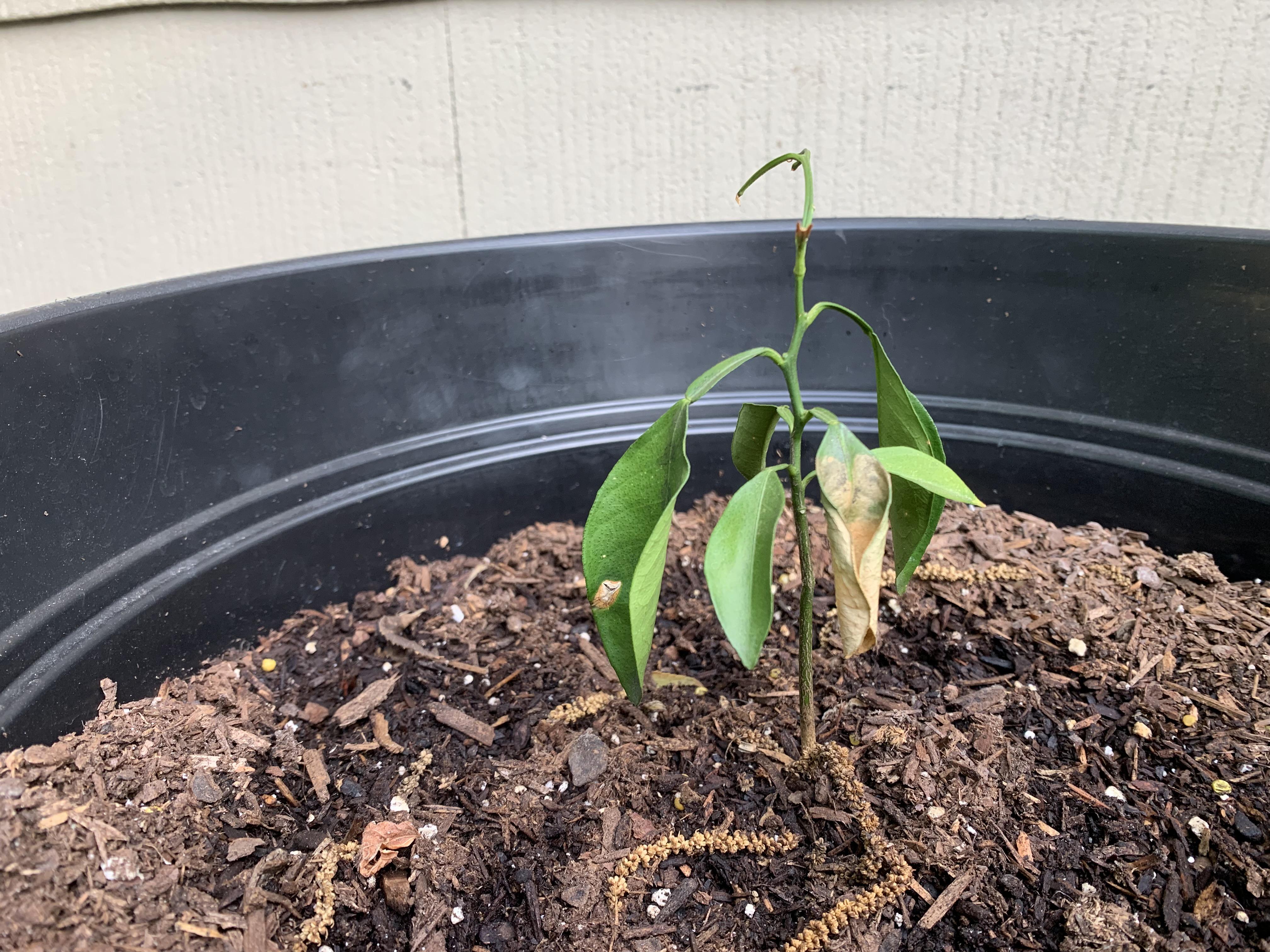 What’s happening to my baby orange trees?! r/gardening