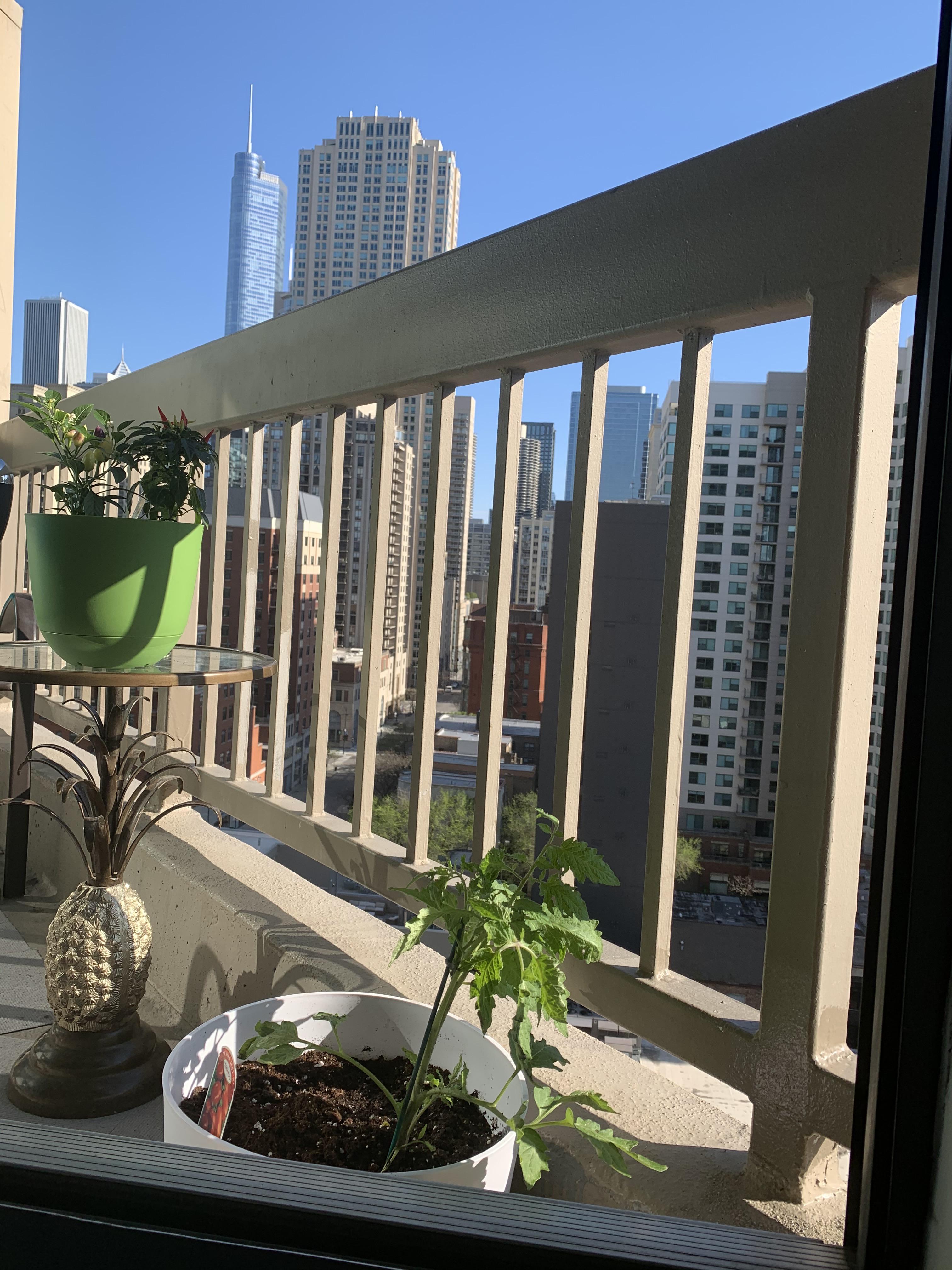 Perfect day. Balcony garden started r/chicago