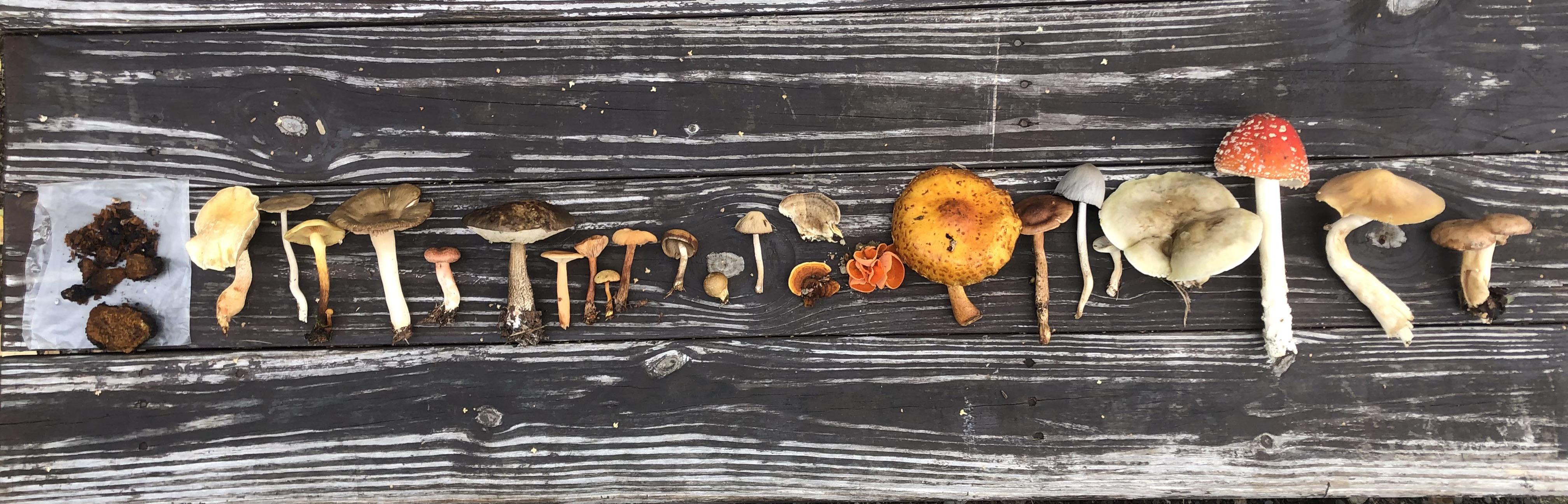 A saunter through the woods in Talkeetna, Alaska r/mushroom_hunting
