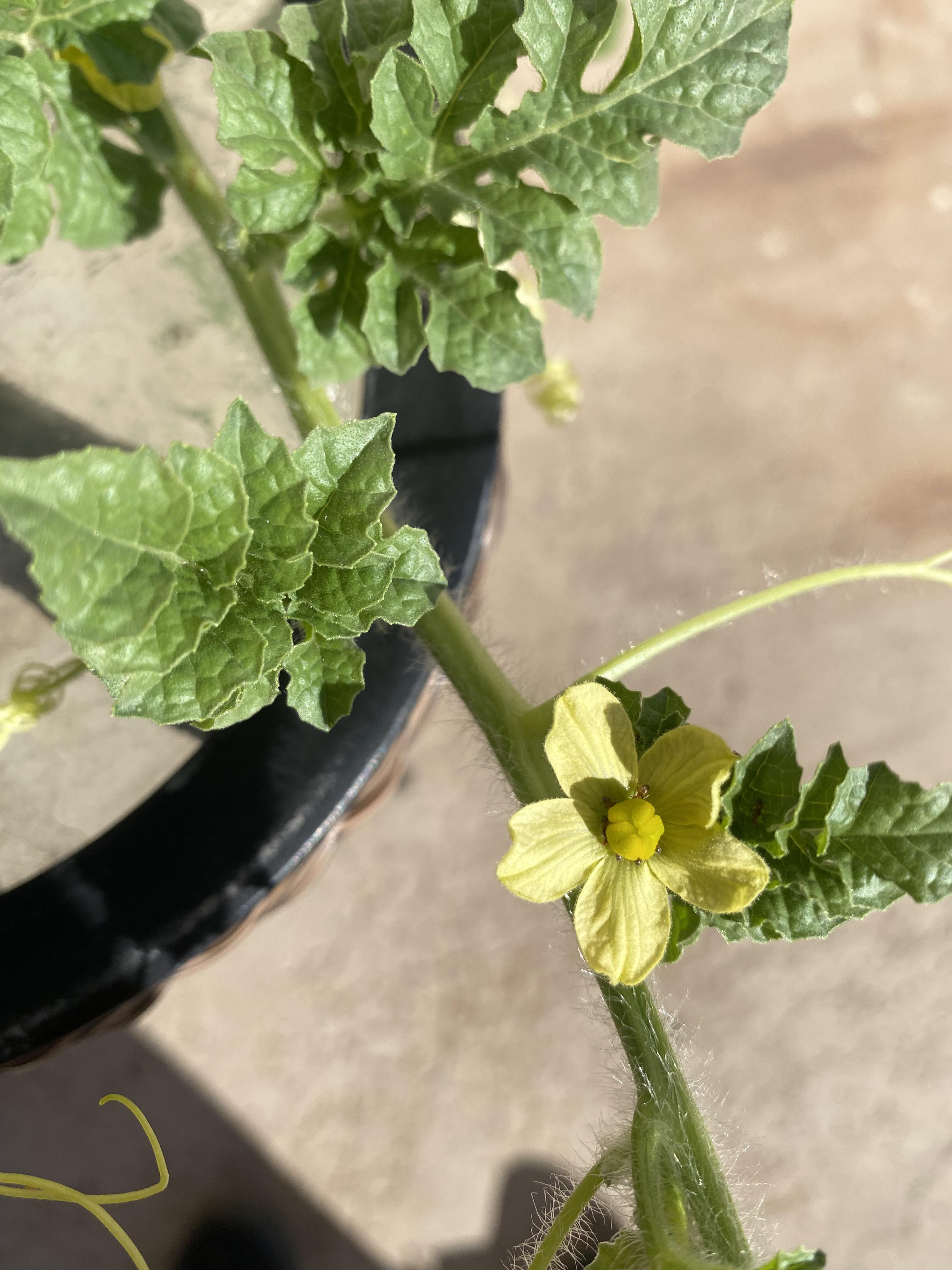 Will ants damage my watermelon plant? r/vegetablegardening