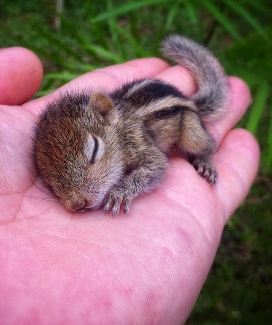 Just a reminder that this is what a baby squirrel looks like r/aww
