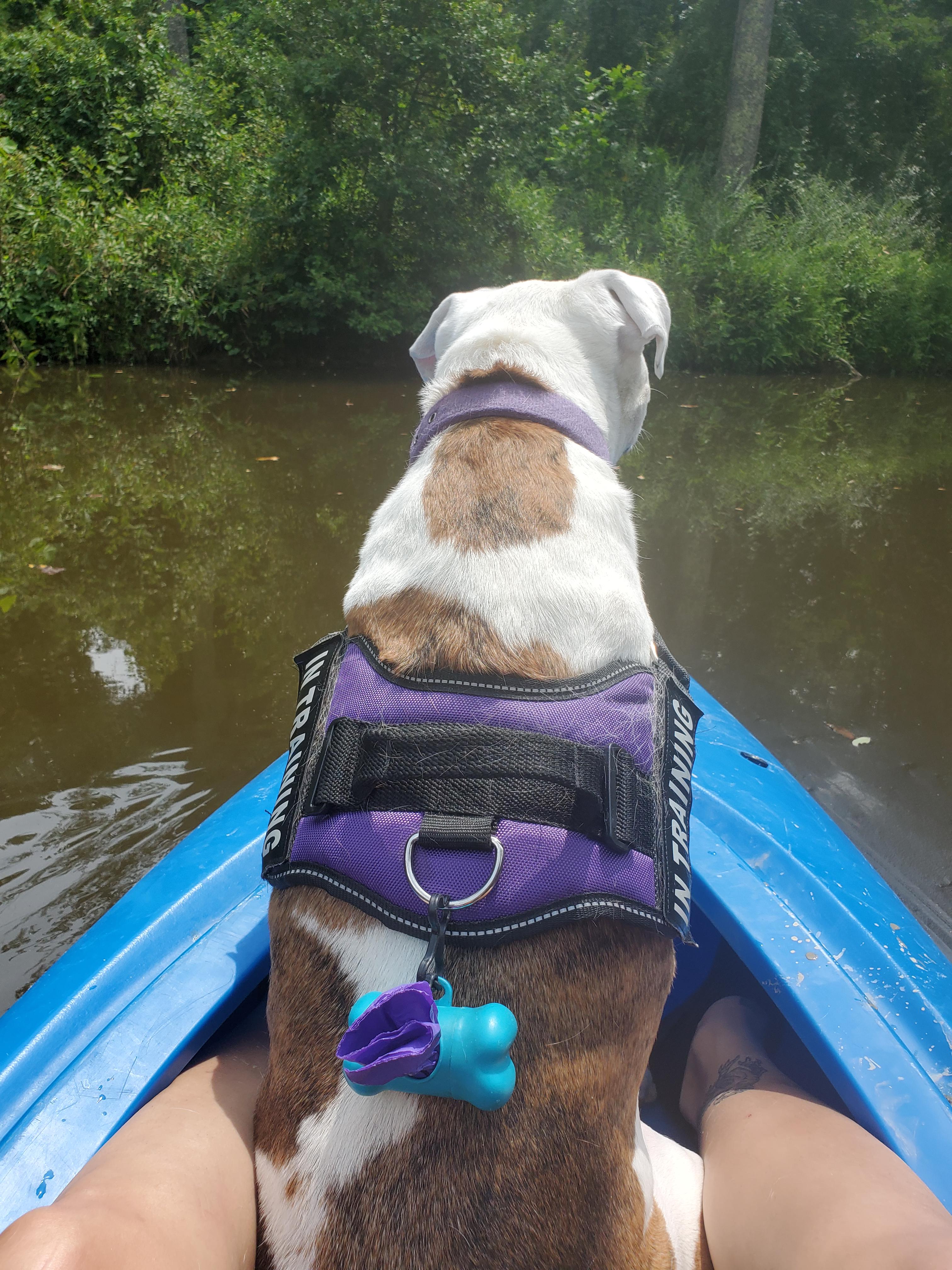 I took my dog kayaking for the first time on a small pond. Any advice