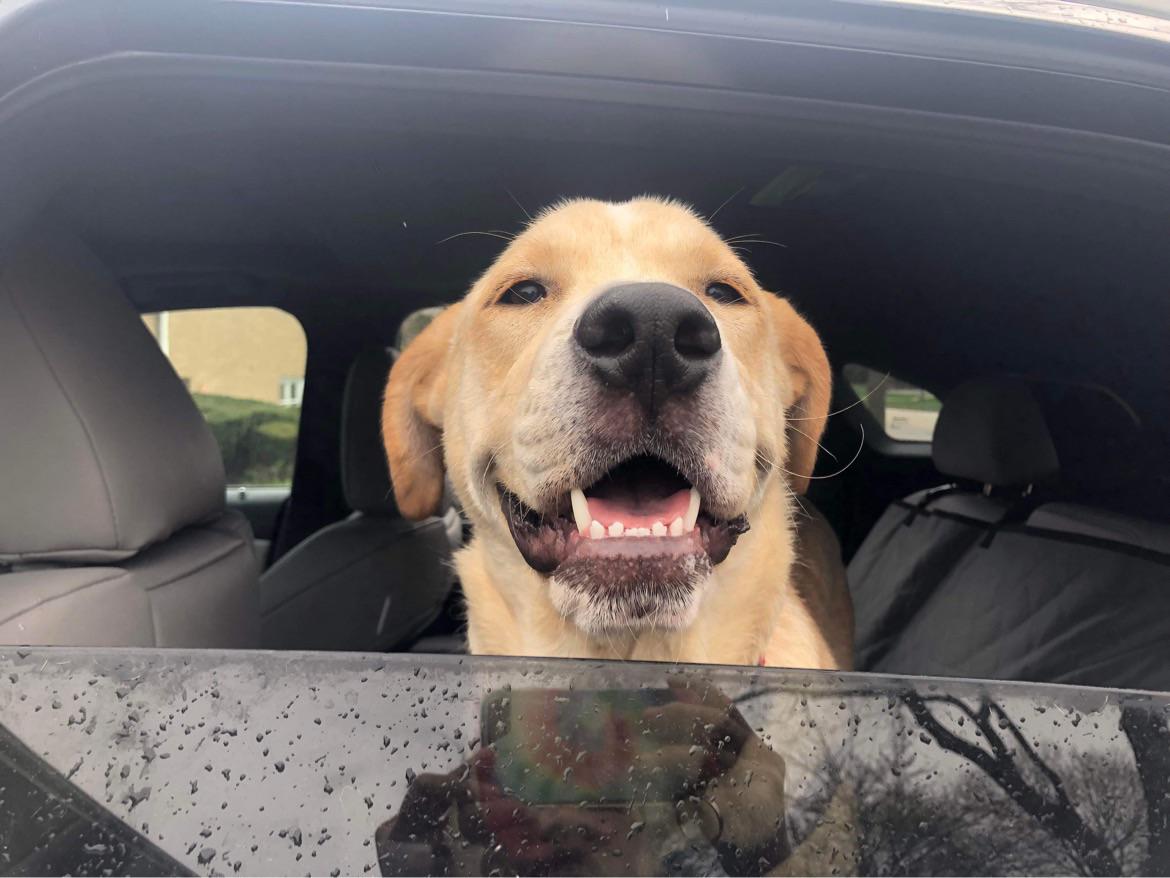 How long did it take your older rescue to get fully potty