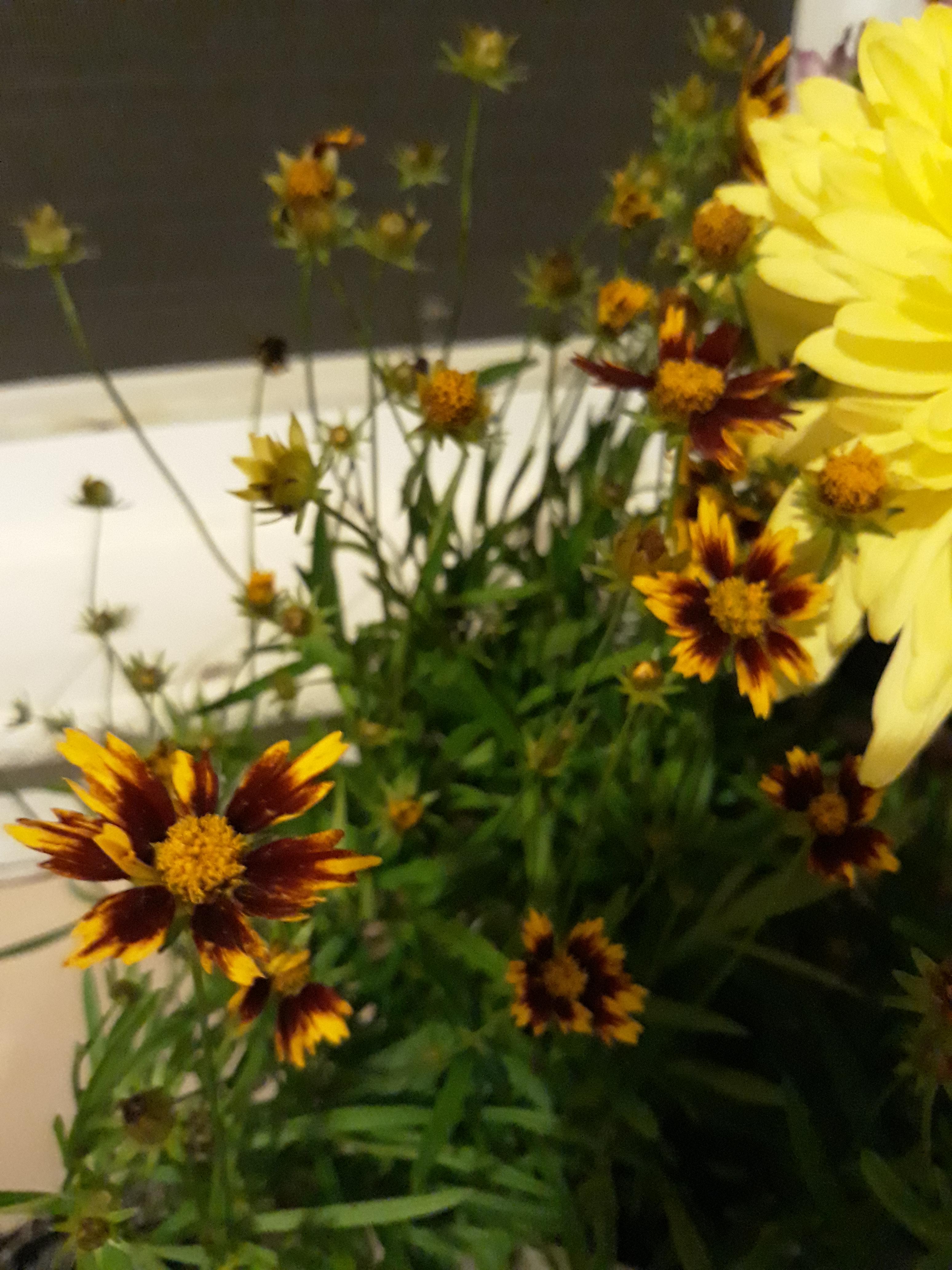 What kind of flowers are these and how do i take care of them? They