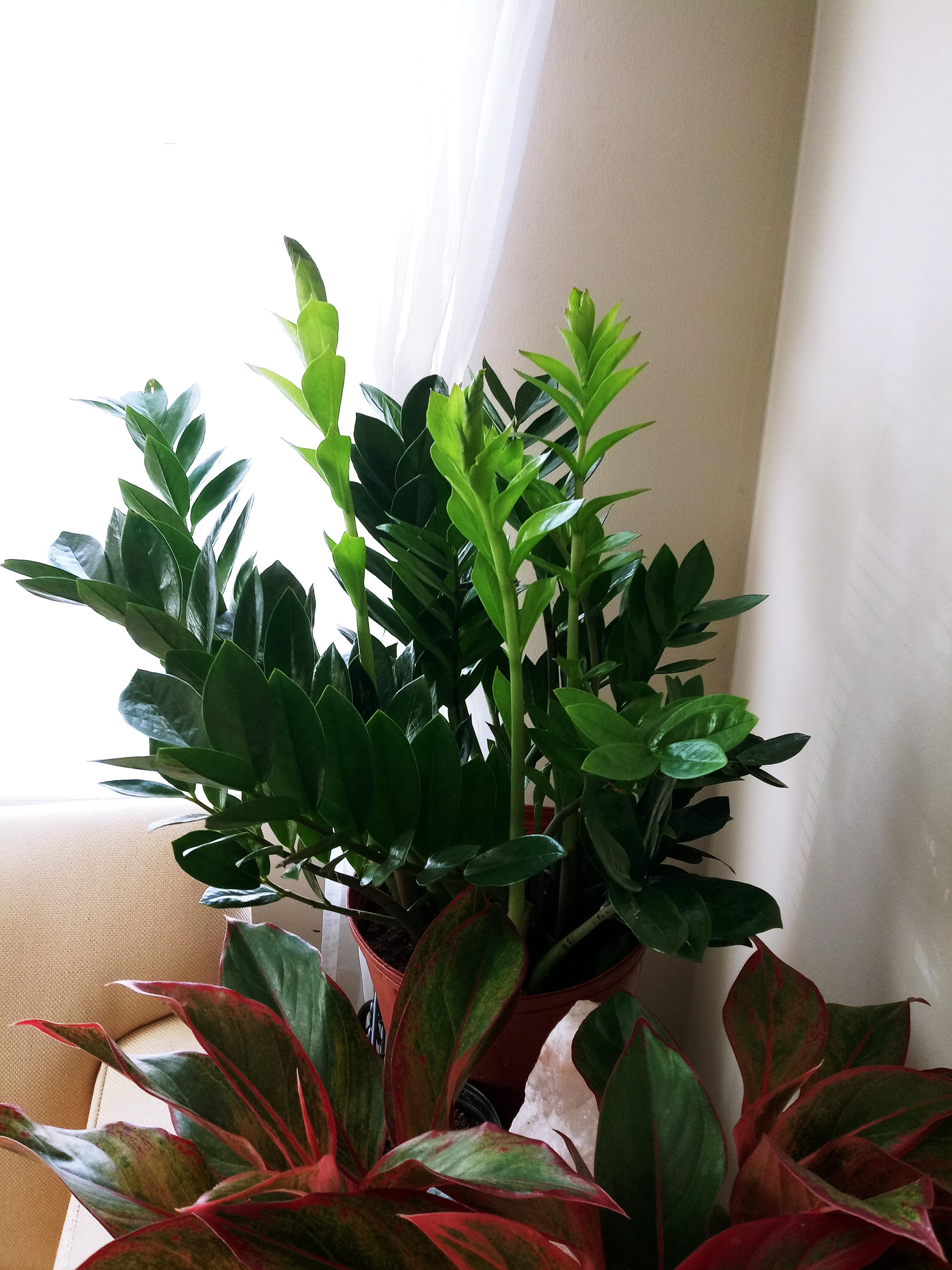 Growing ZZ. My biggest ZZ plant is giving me so many new babies!! 🌱 I