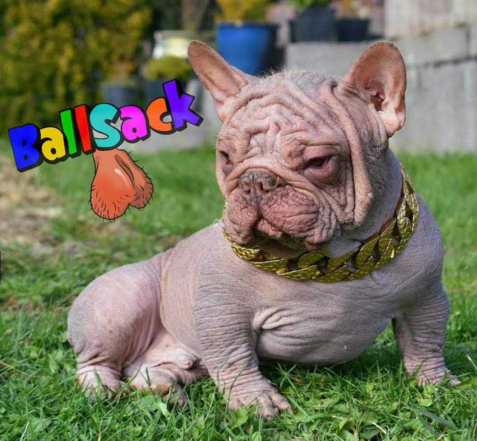 Hairless frenchies r/VetTech