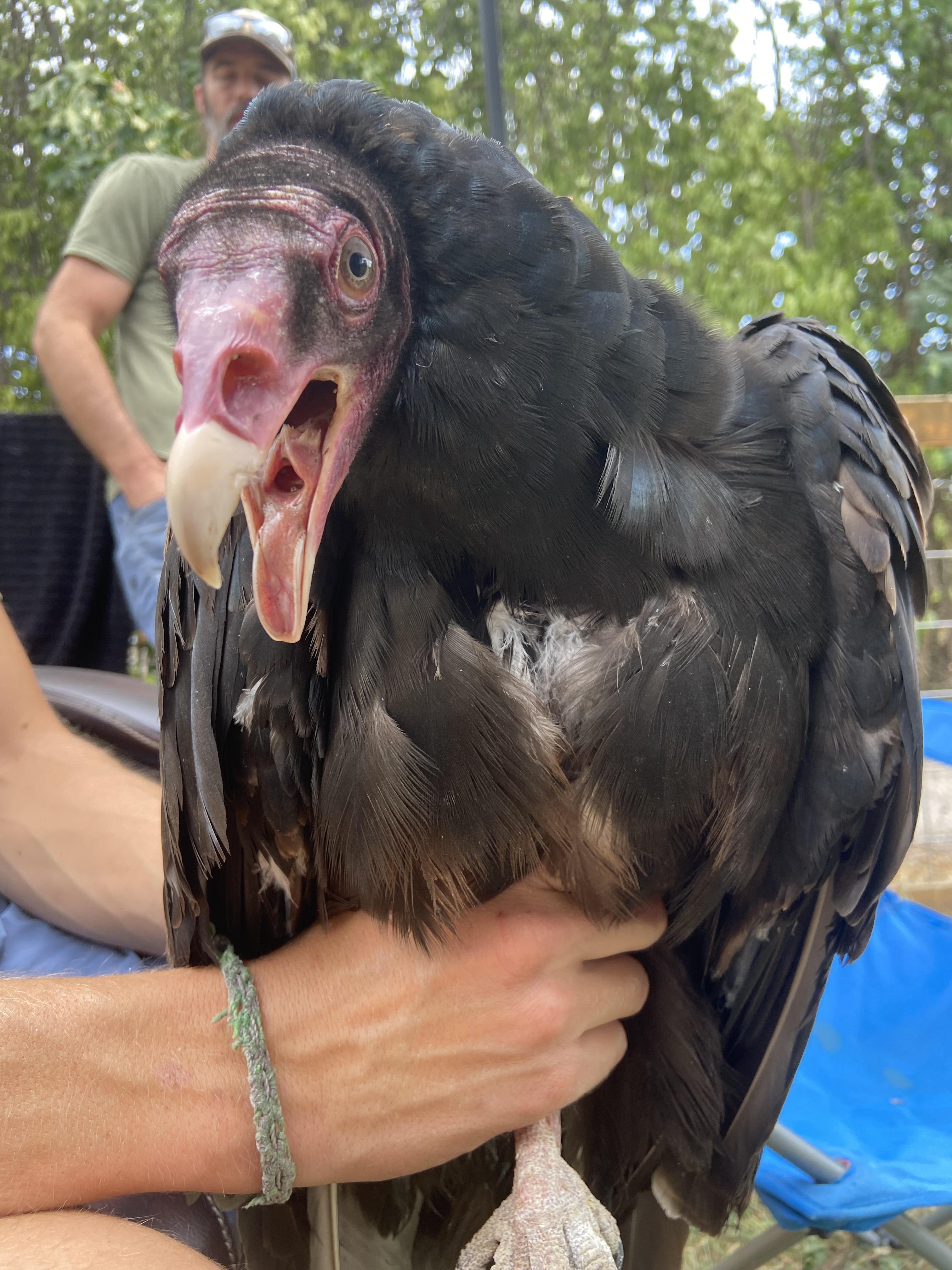 sharing a bit of love on Turkey Vultures. taken as attached a