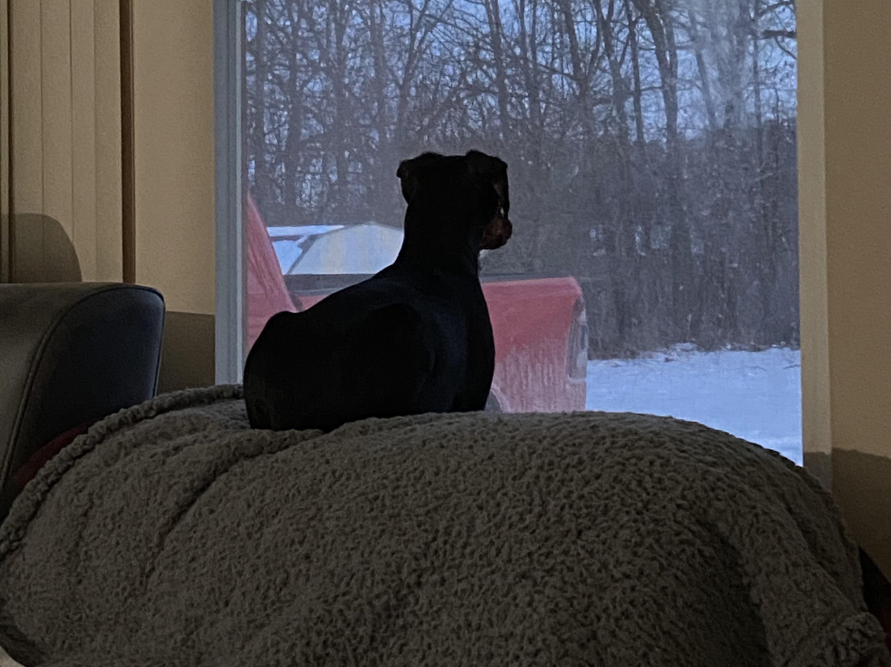 guard dog r/minpin