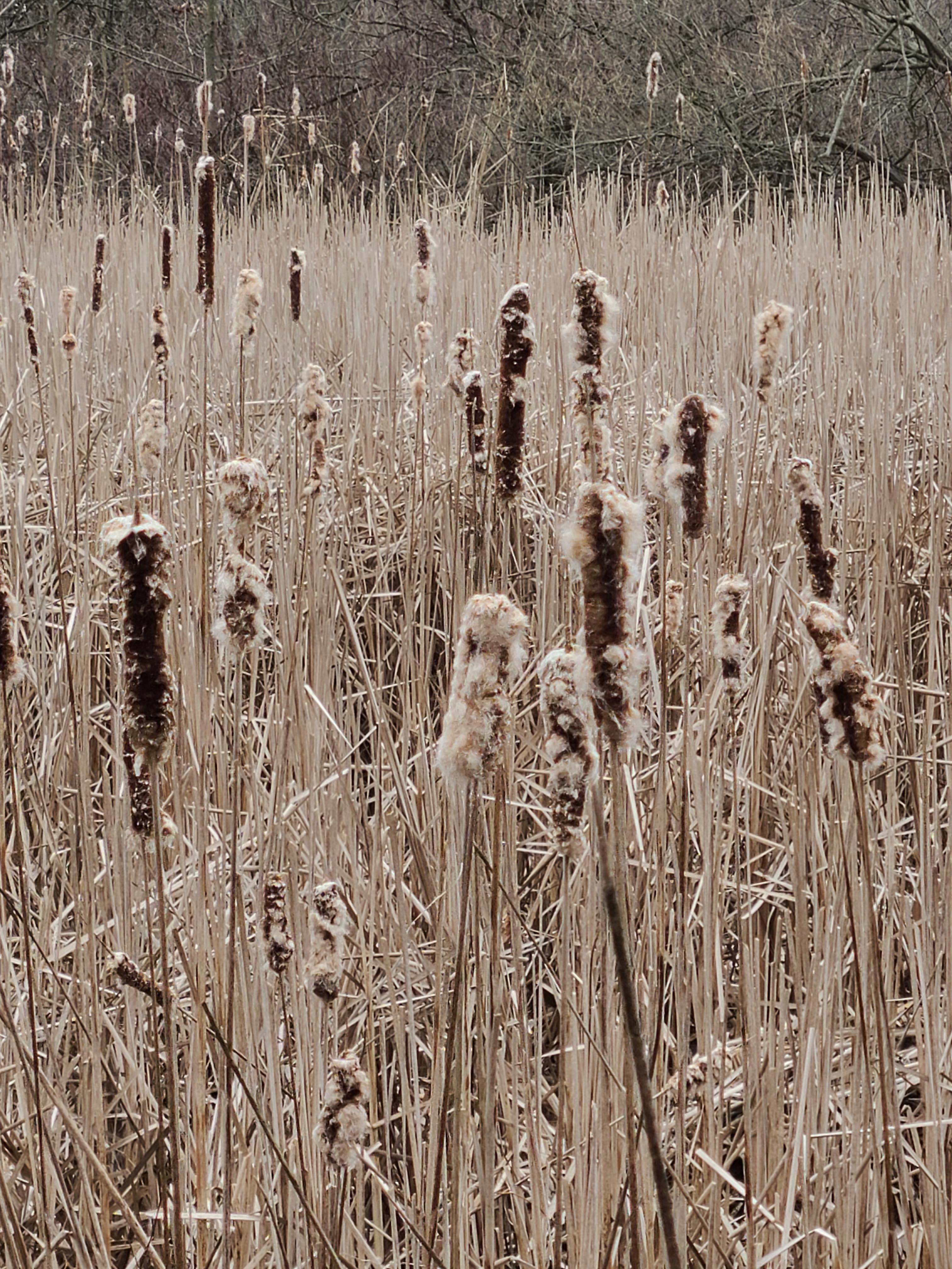 Shedding cattails in a Michigan swamp [OC][3024x4032] r/EarthPorn