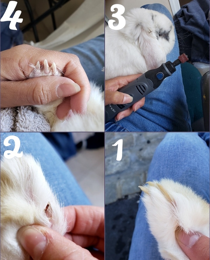 Tip If you can see your buns nails through their fur they need