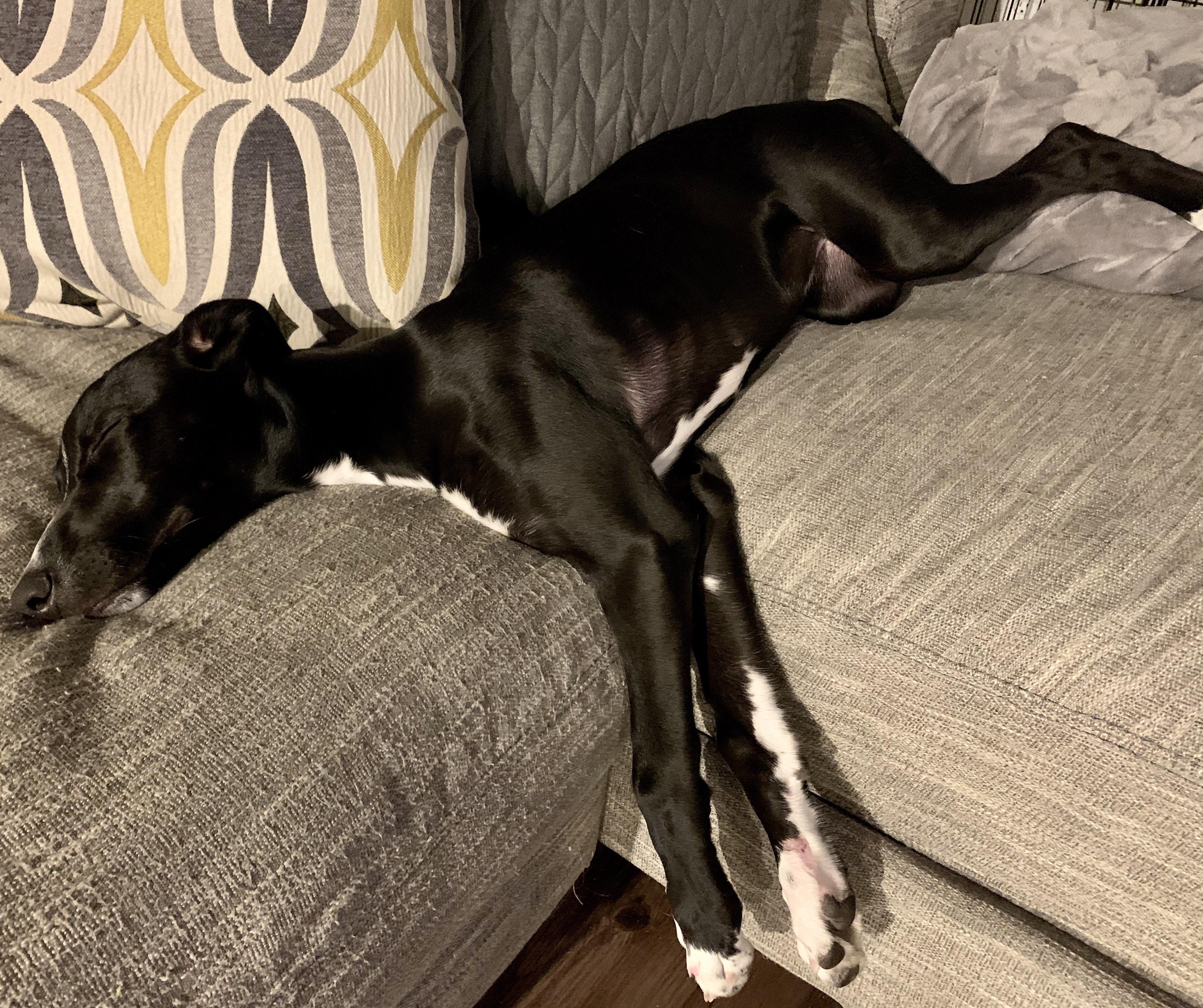 A baby couch potato r/Greyhounds