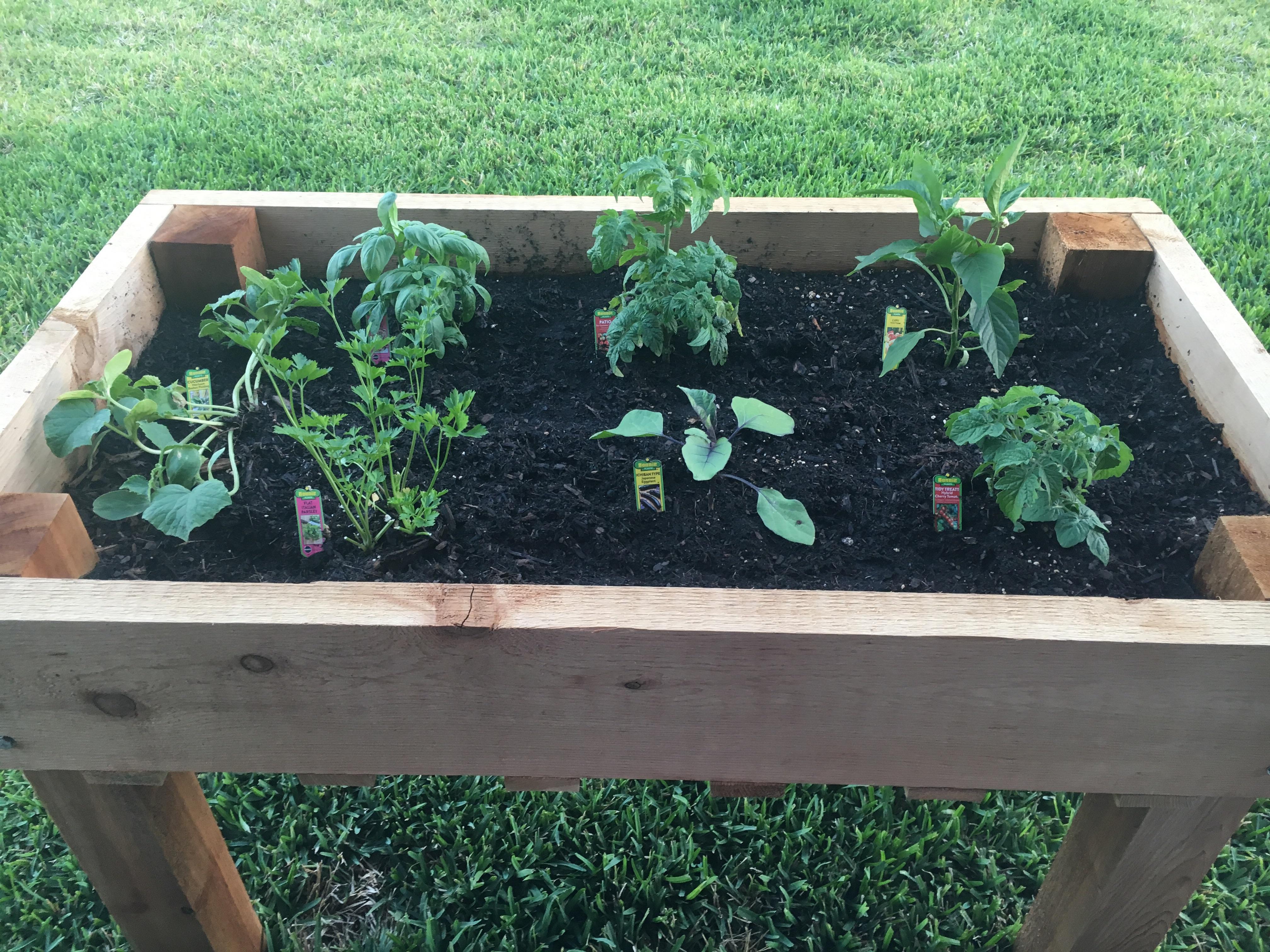 Made this elevated planter to plant these beauties in! r
