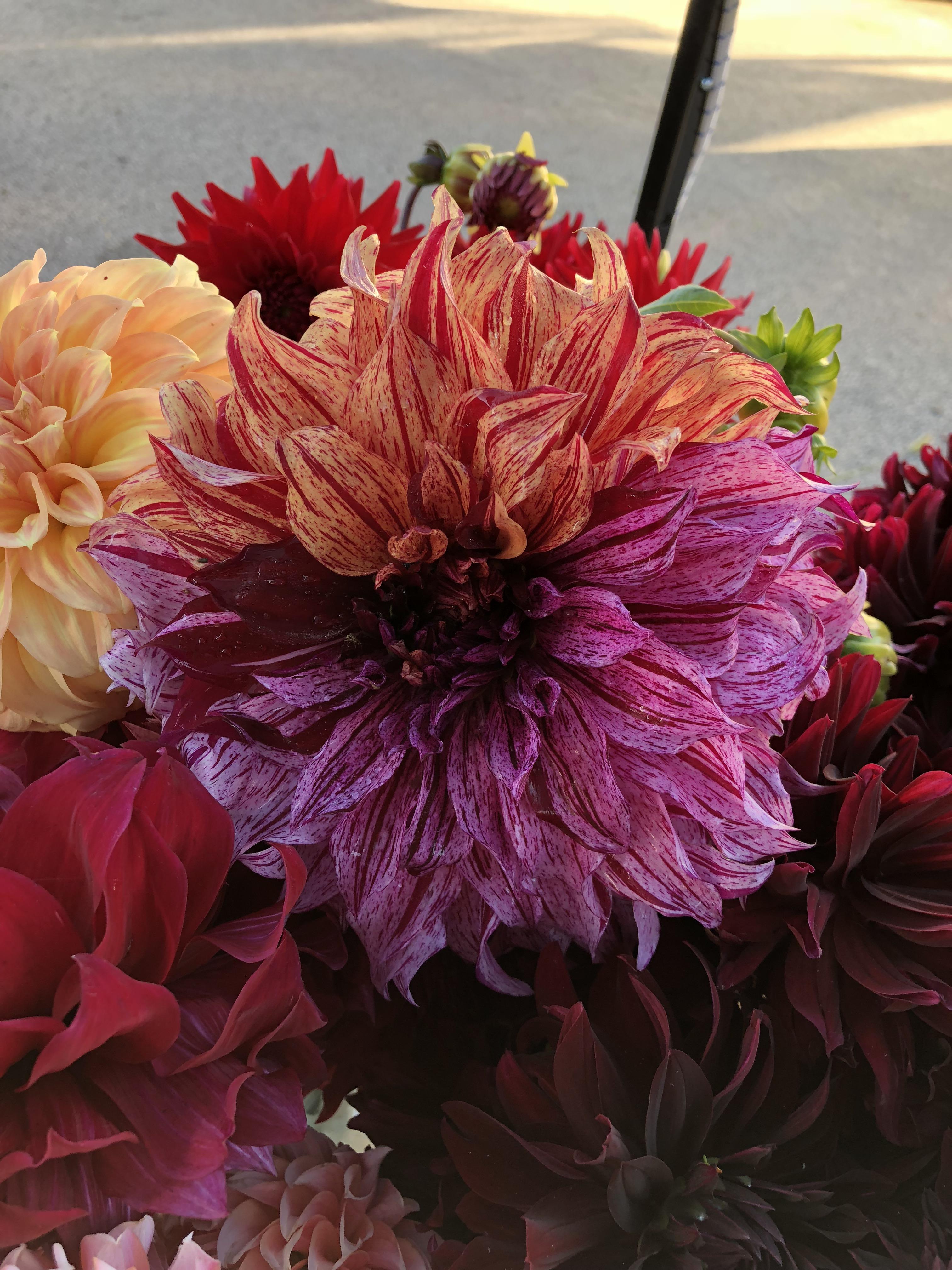 We’ve been growing Harvey Koop for 10 years and this is the first time