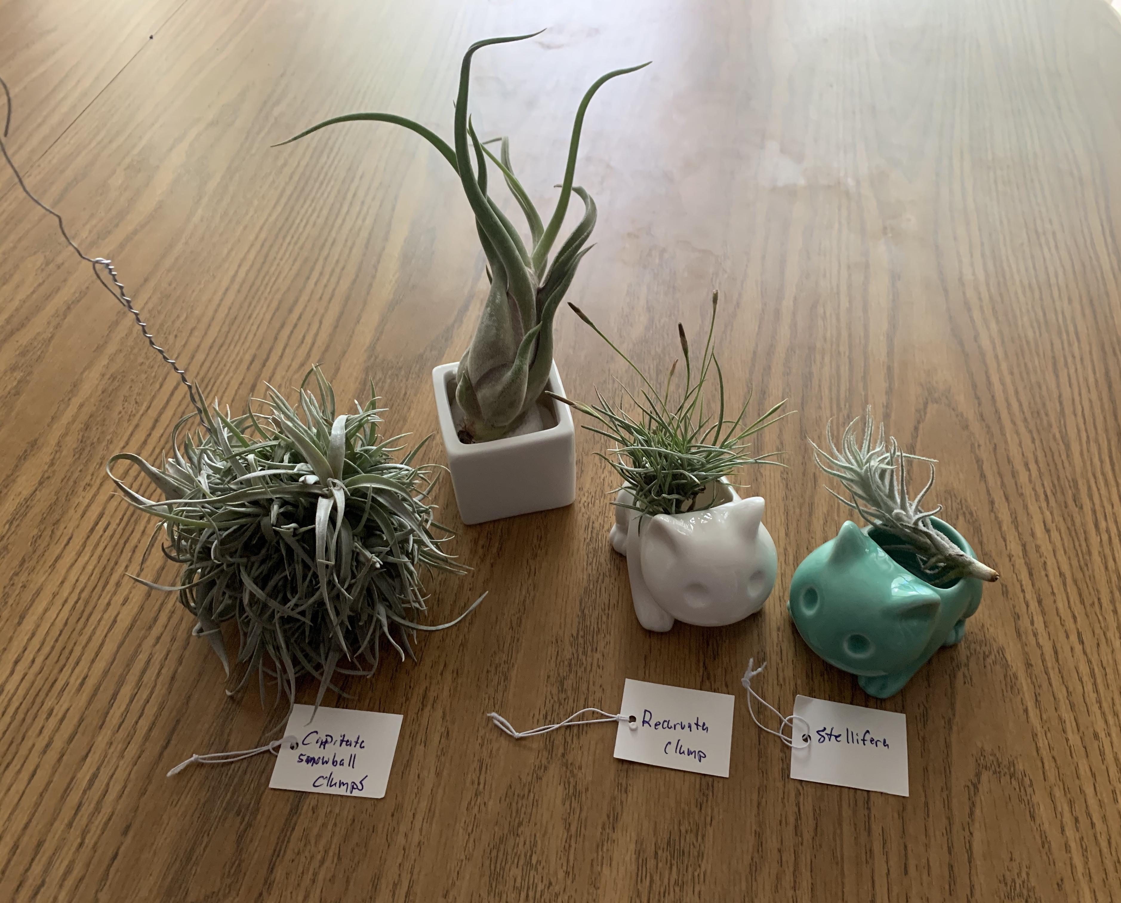 Look at this great bunch from Air Plant Hub airplants