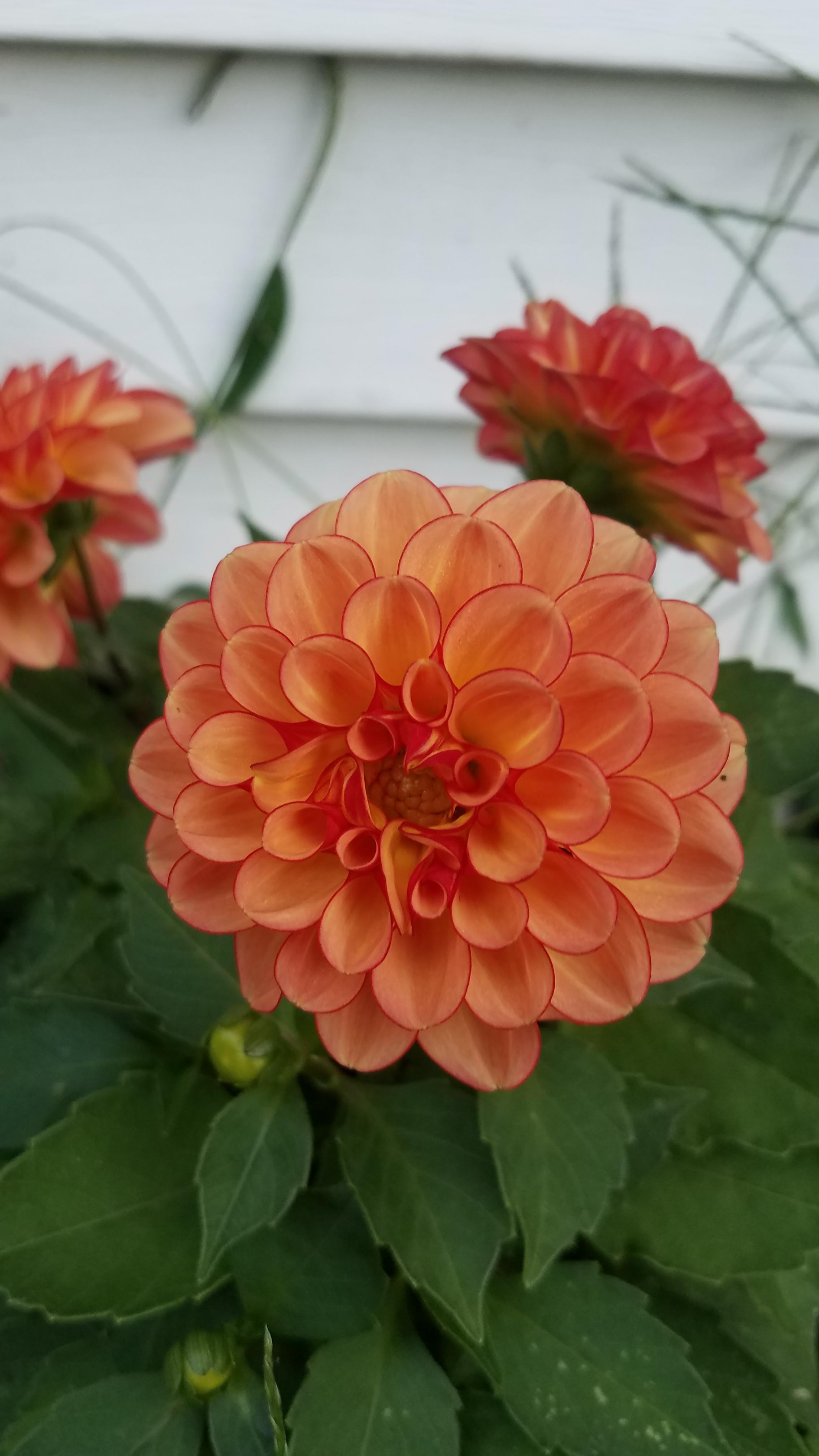 I thought my Dahlia died and then this happened! r/gardening