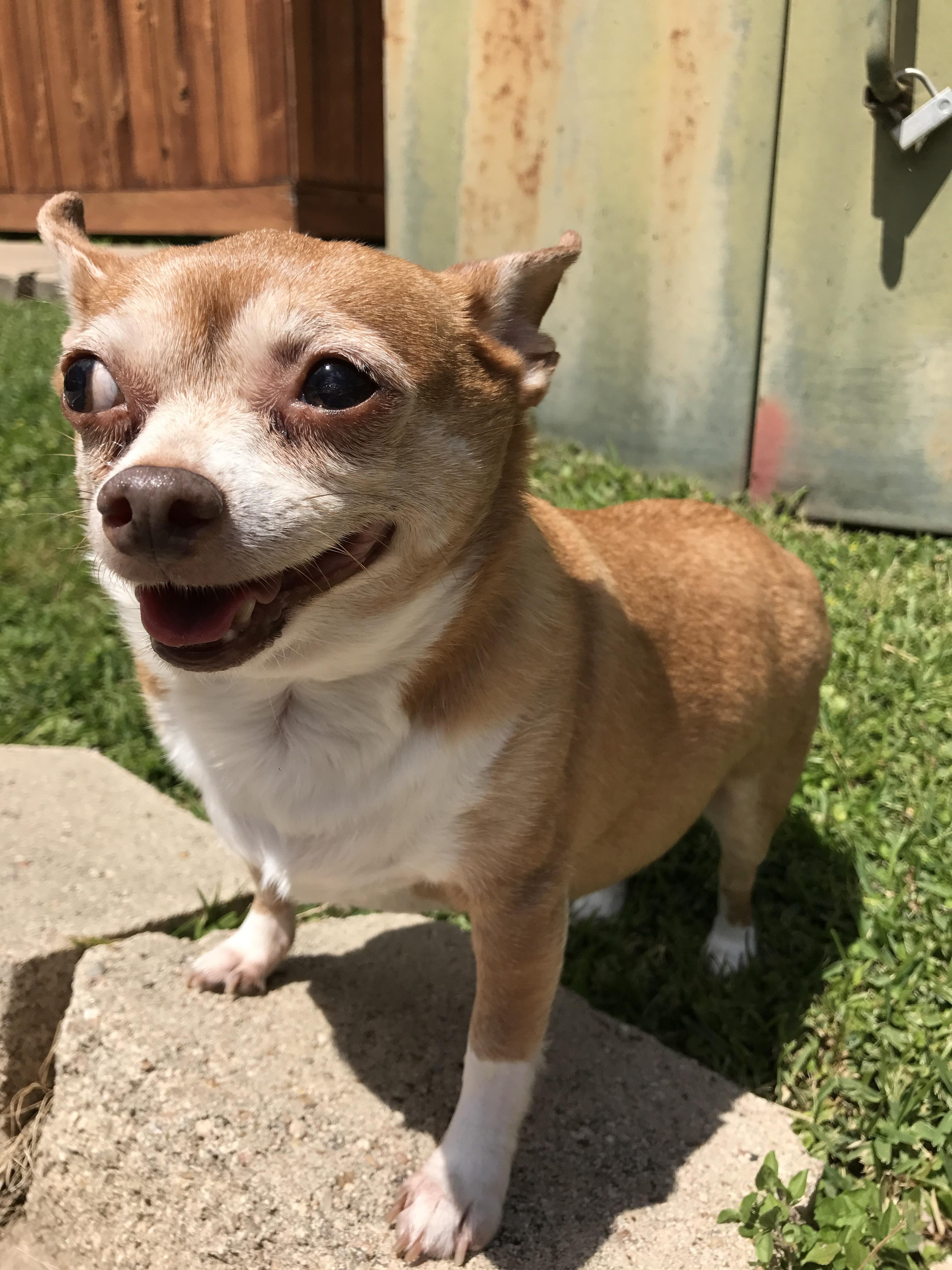 sunny day out for greer and her lazy eye! r/PuppySmiles