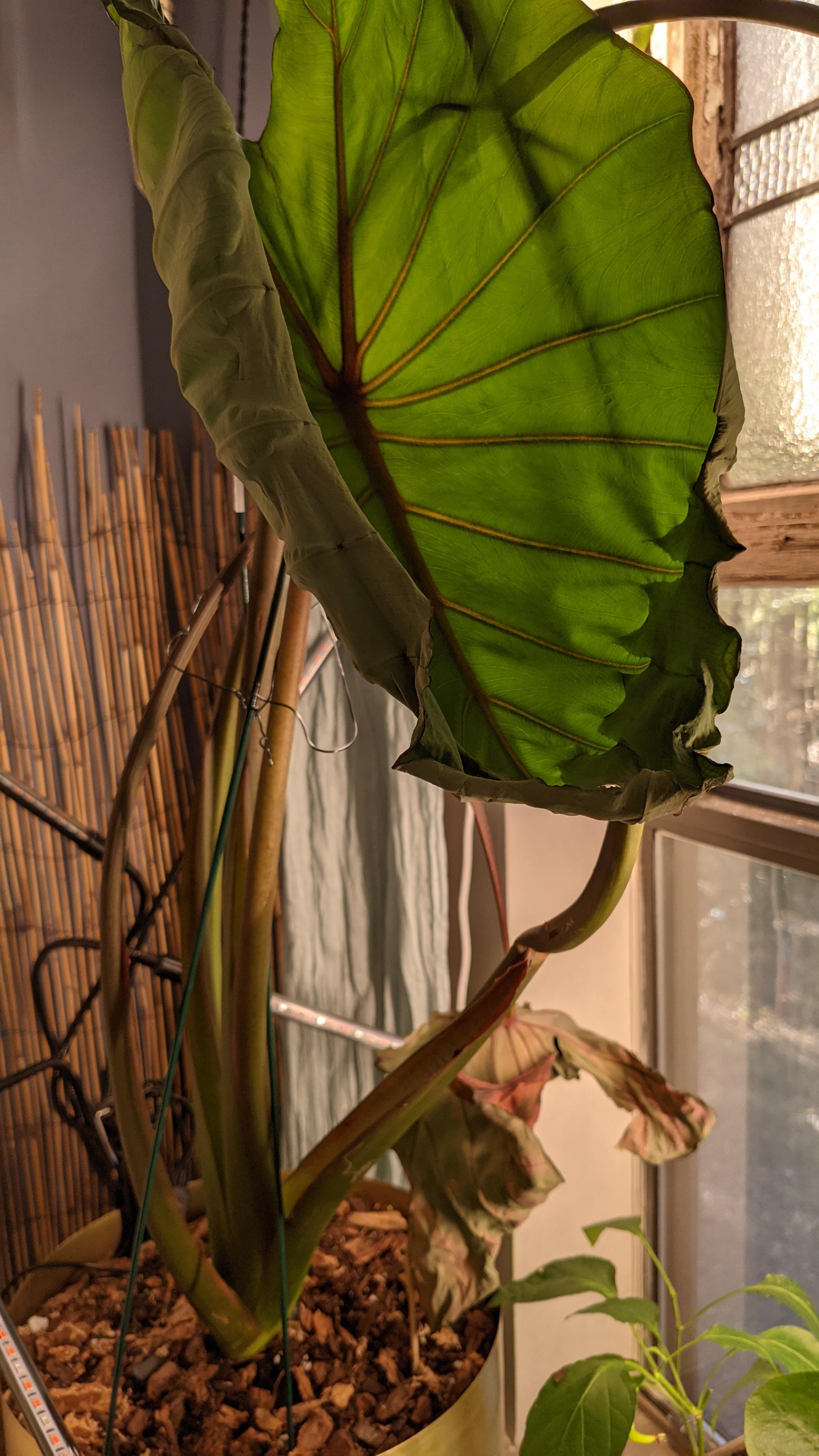 My elephant ear's leaves have been curling and wilting. Ive been