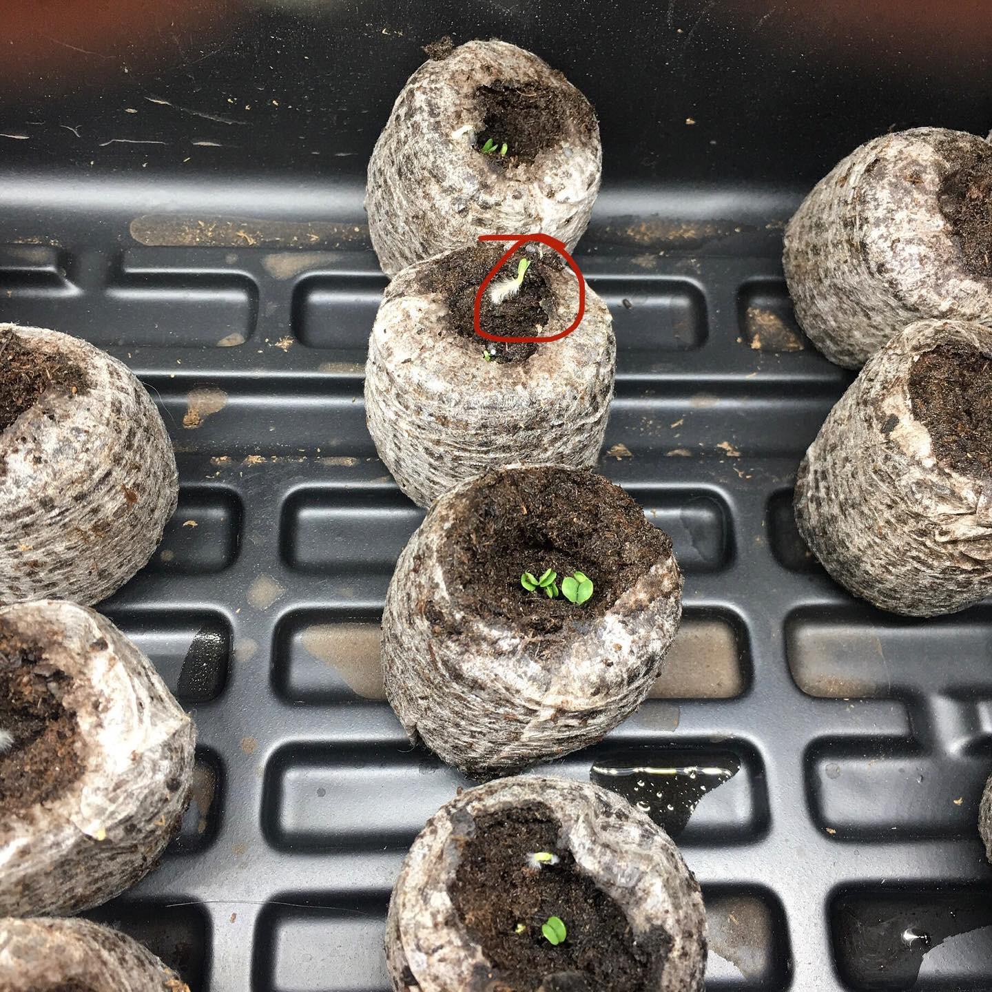 Basil sprout root or mold? First time growing Basil from seed