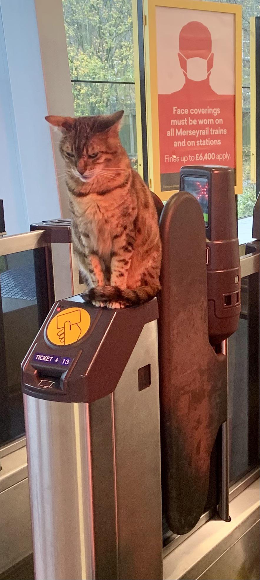 CAT Scanner Catswithjobs