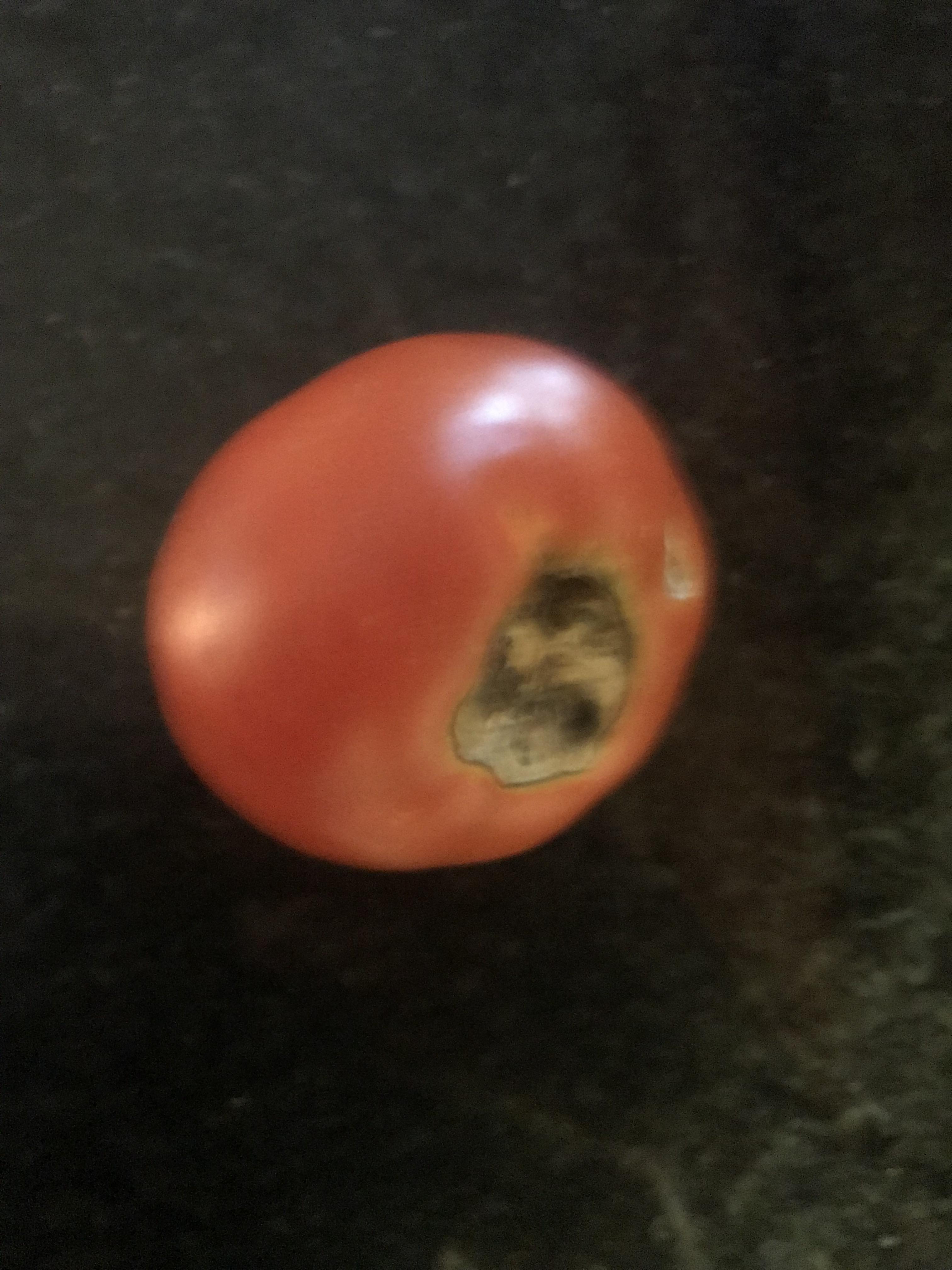 What’s up with all my tomatoes being rotten on the bottom? r/gardening