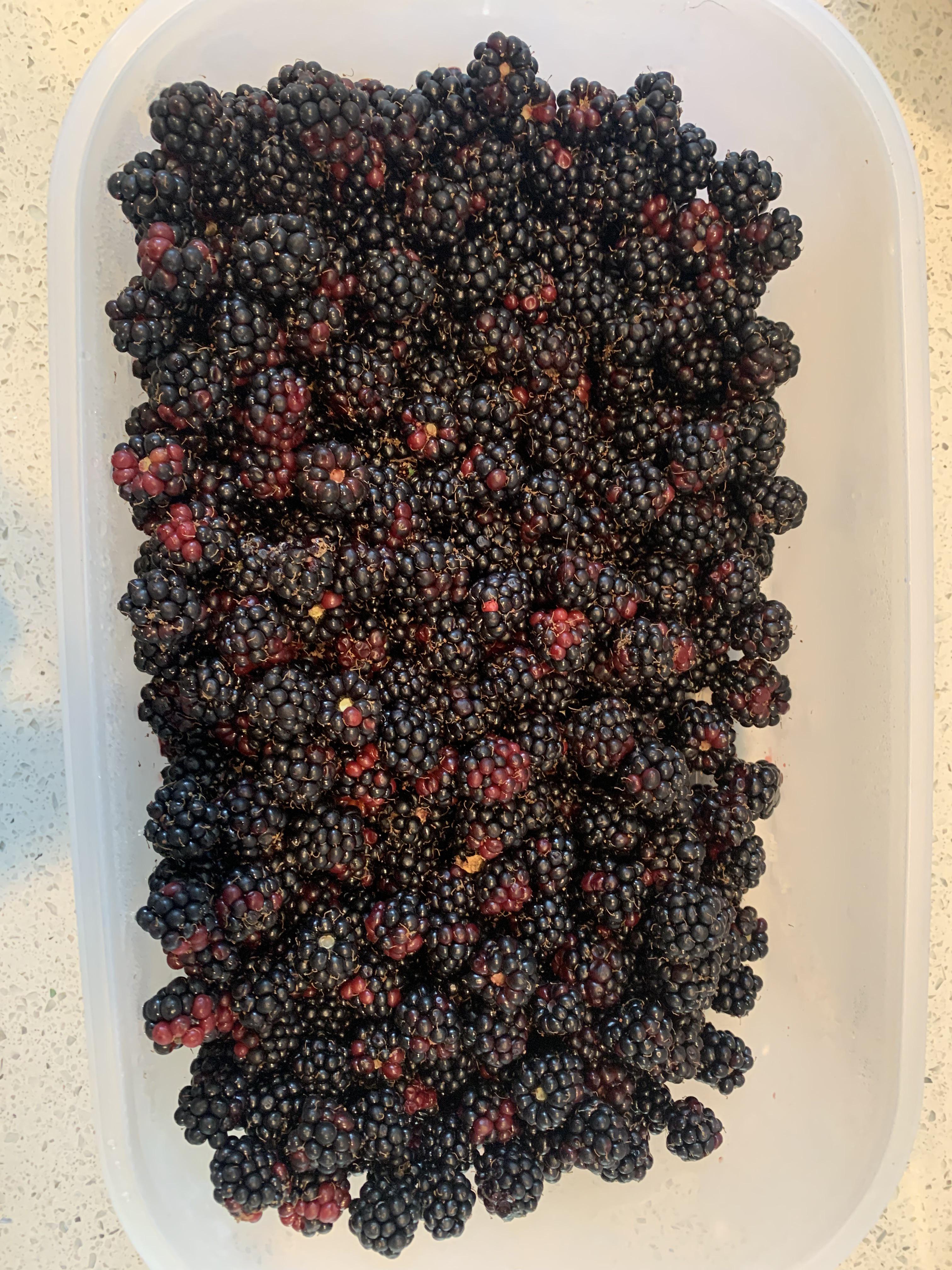Blackberries turning red in fridge. Is it because of temperature change