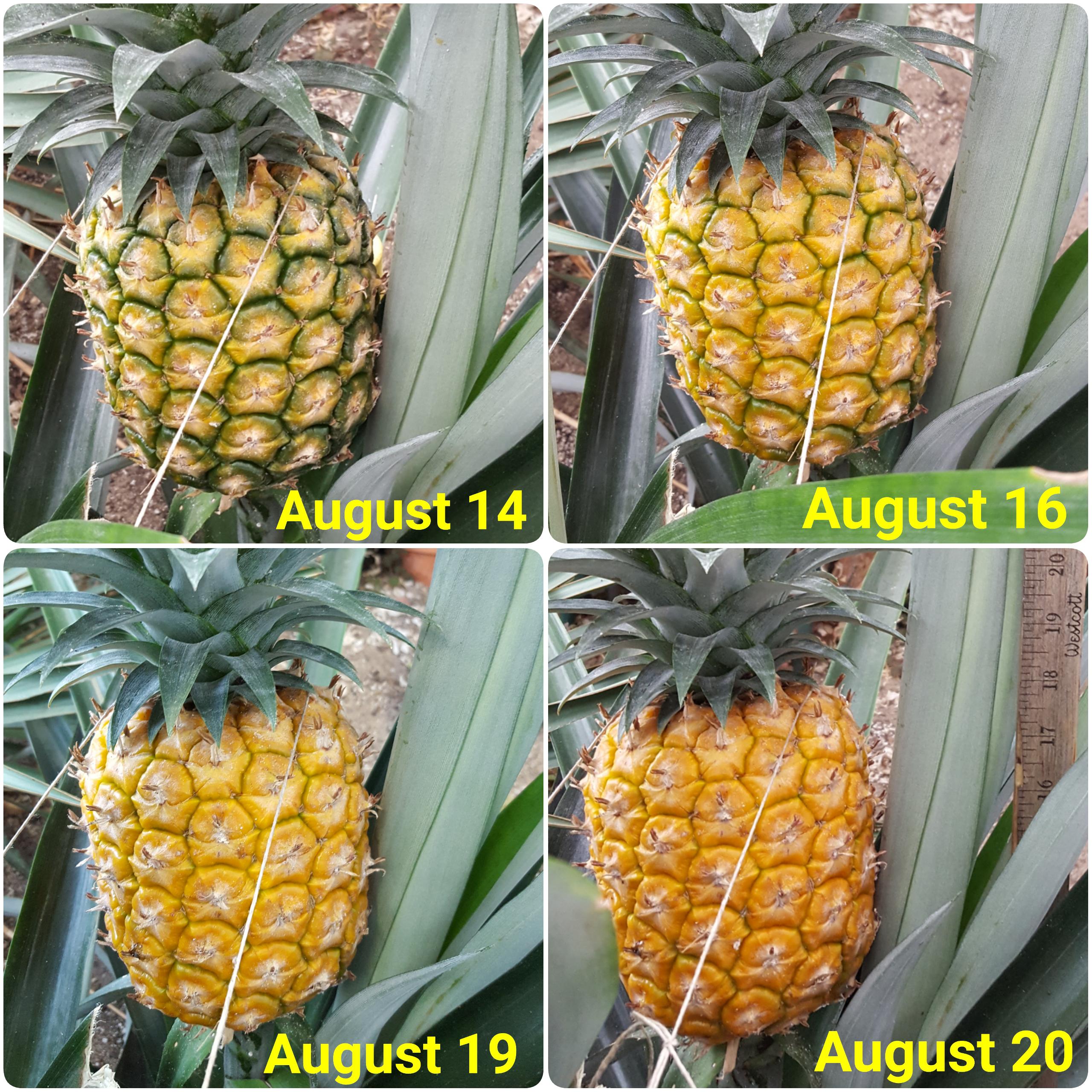 I believe today's the day! Time to harvest the 2nd crop of this