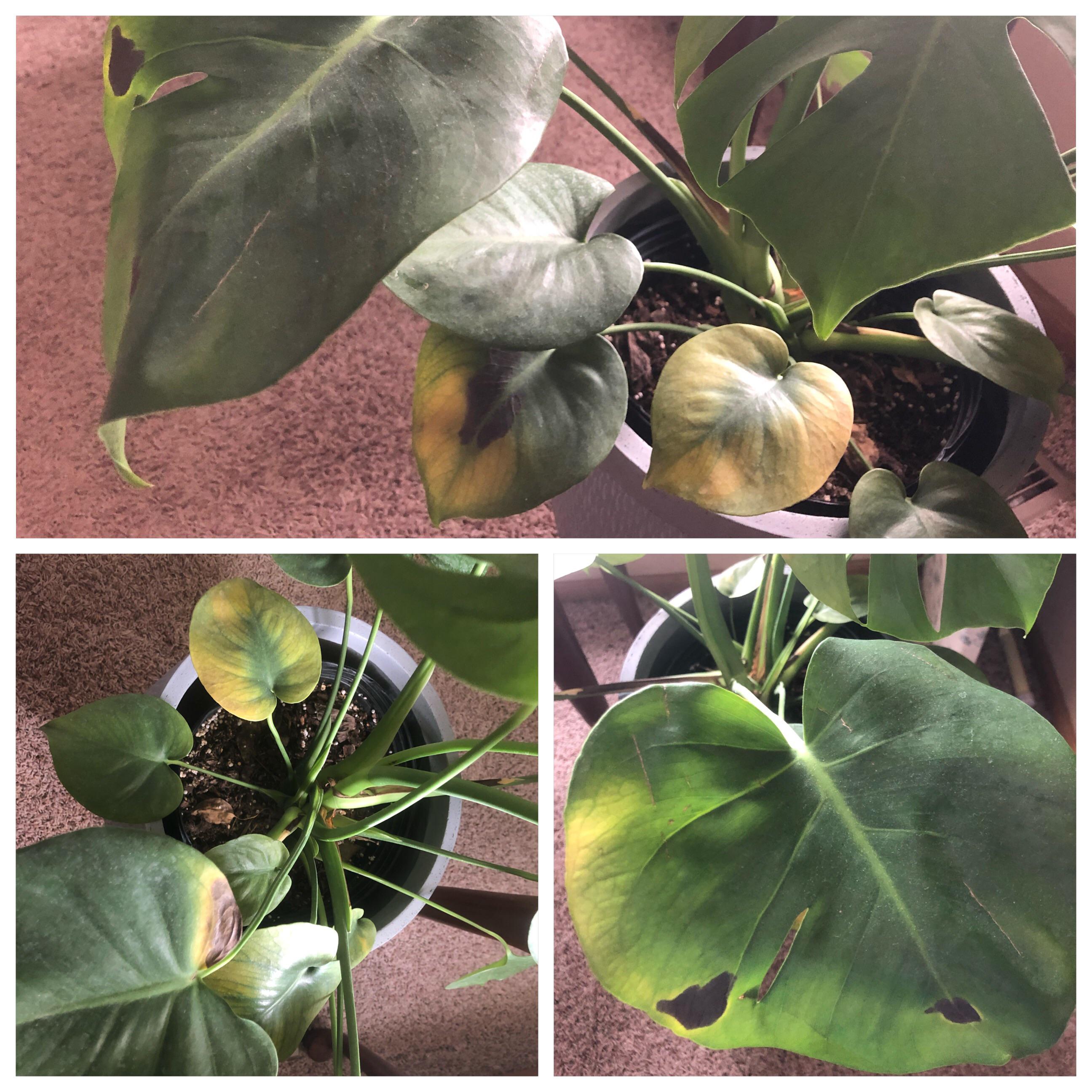 Black spots and yellowing leaves Monstera