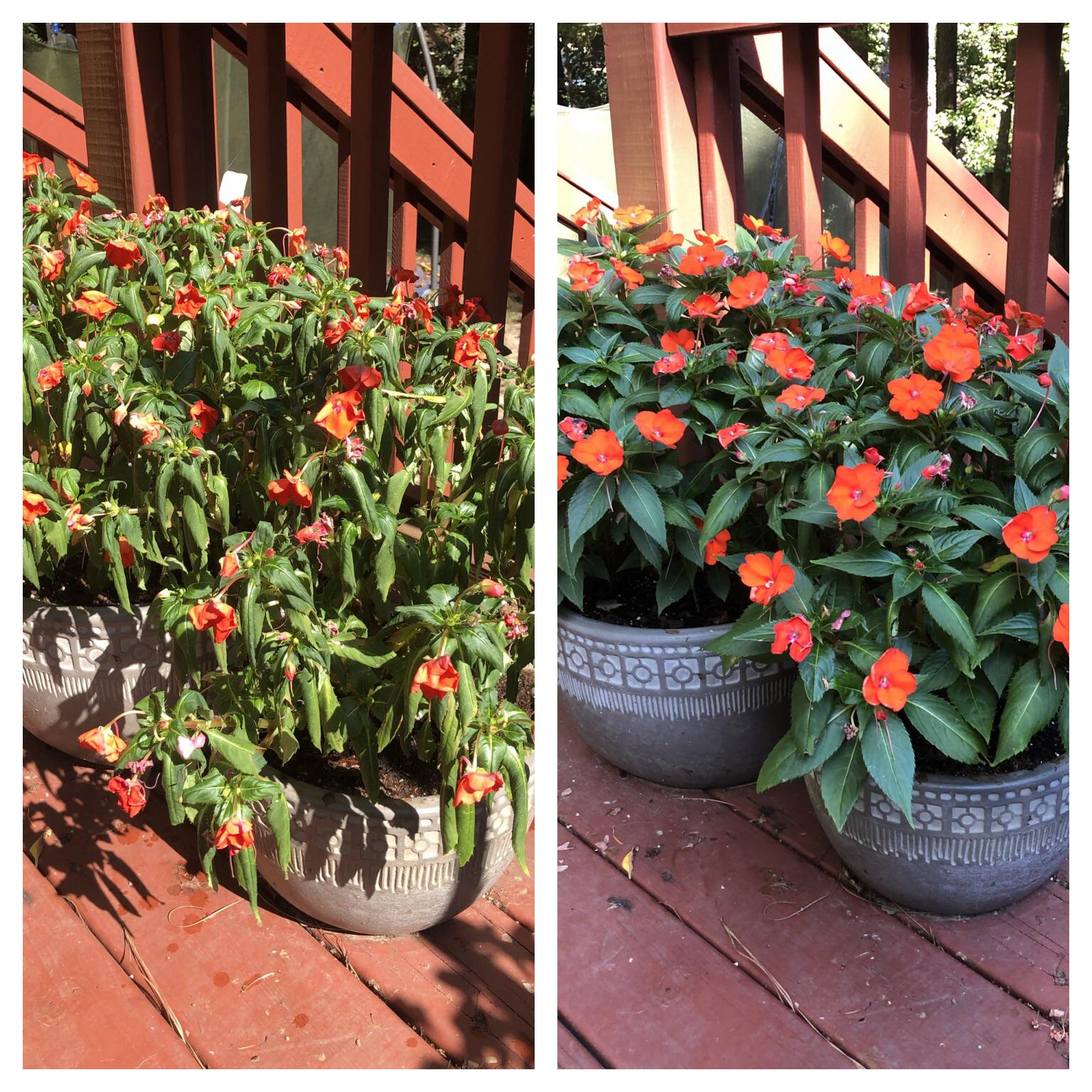 Why Are My Sunpatiens Wilting at Sheree Downes blog