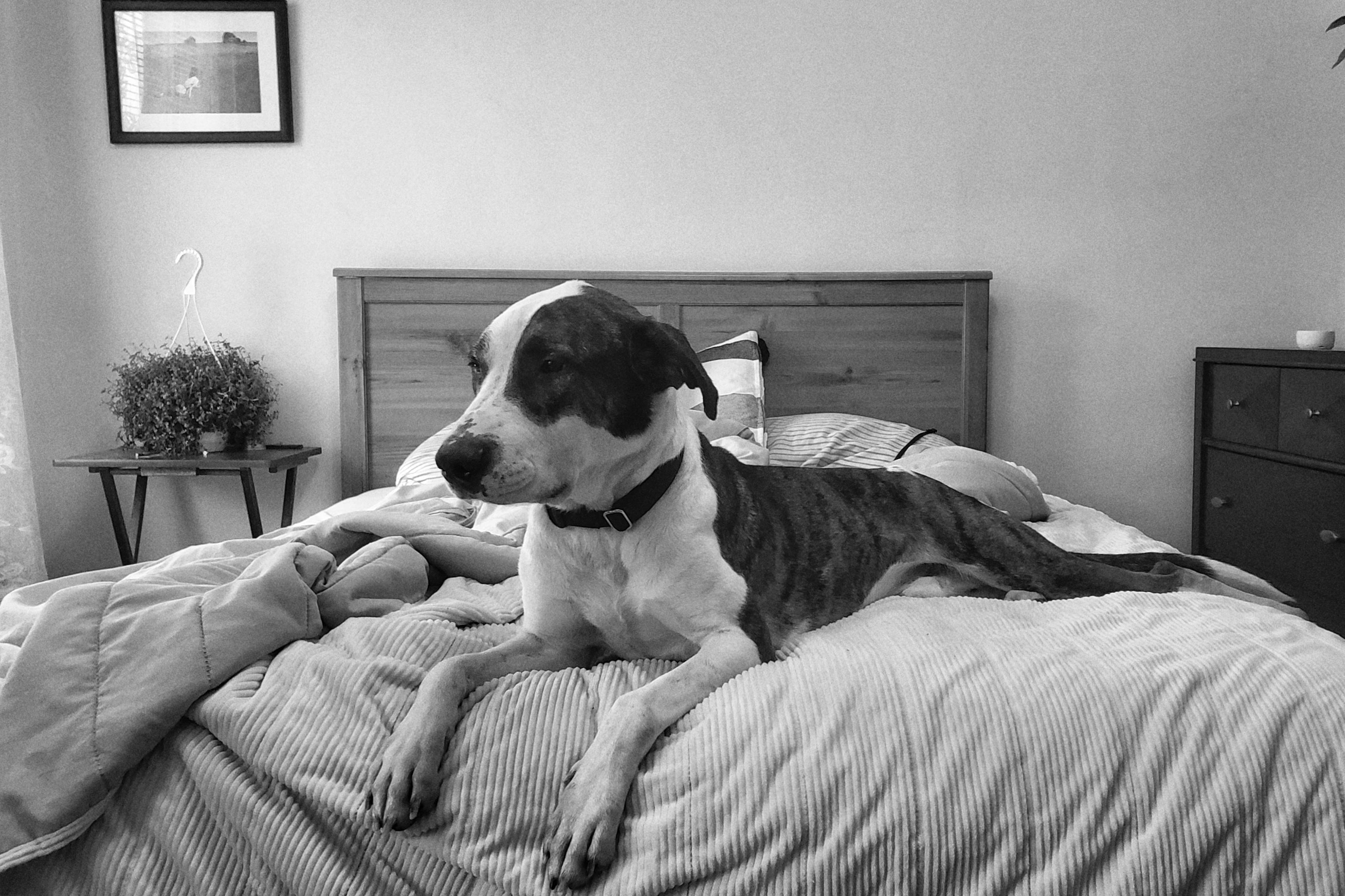 Are Rescue Dogs Expensive