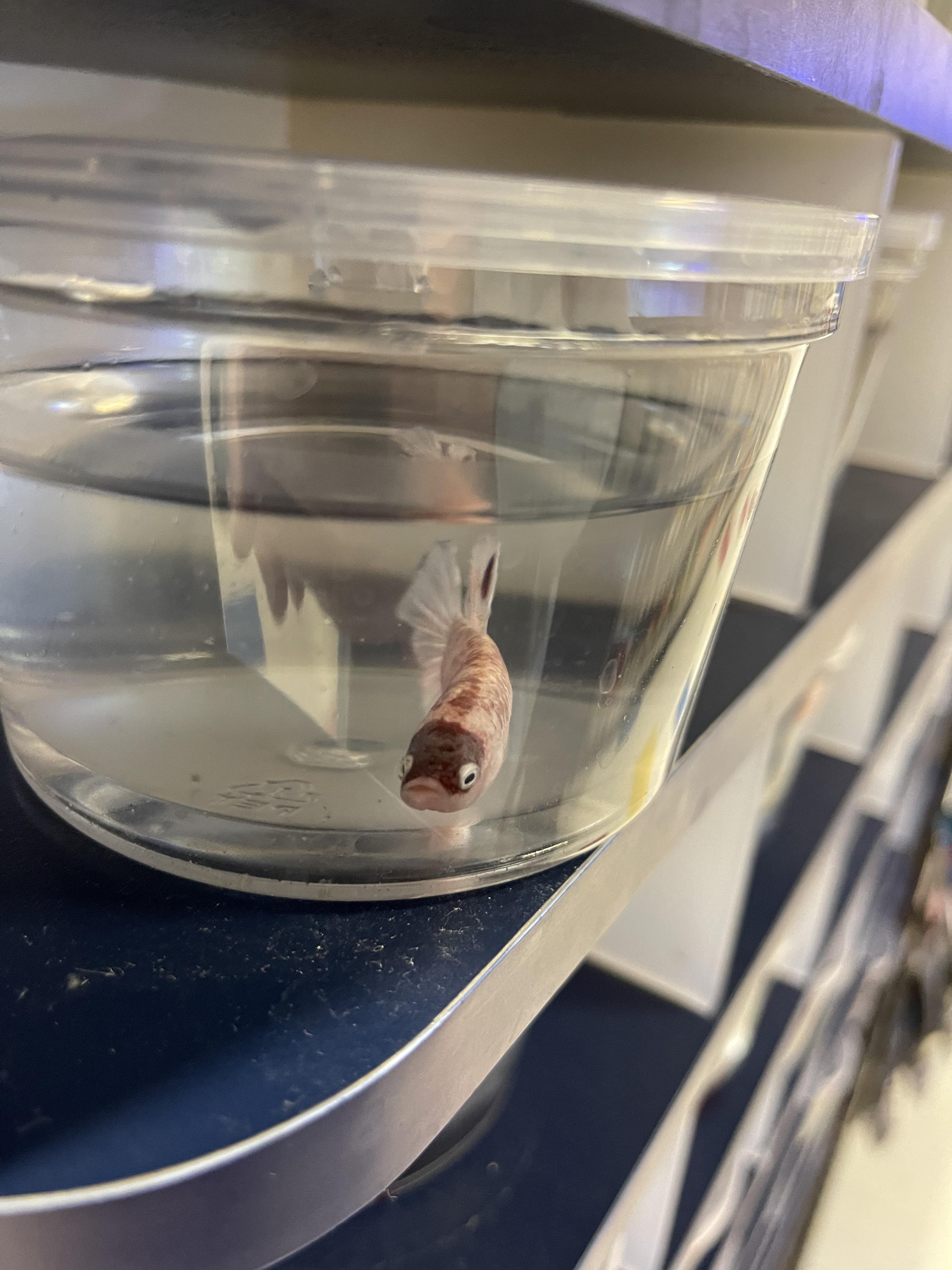 I can’t stop thinking about this doofy guy I say yesterday at my local