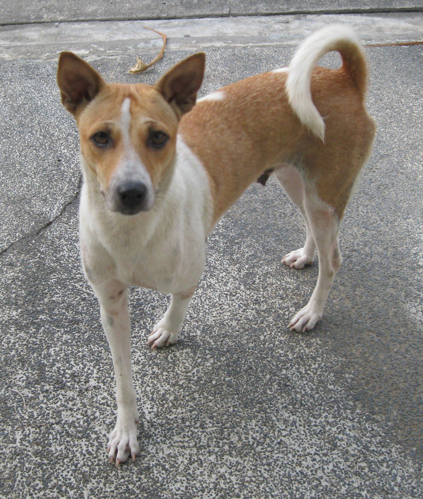 Local Dog / Puppy School Waiheke Island Pet Connect Nz / Discover over