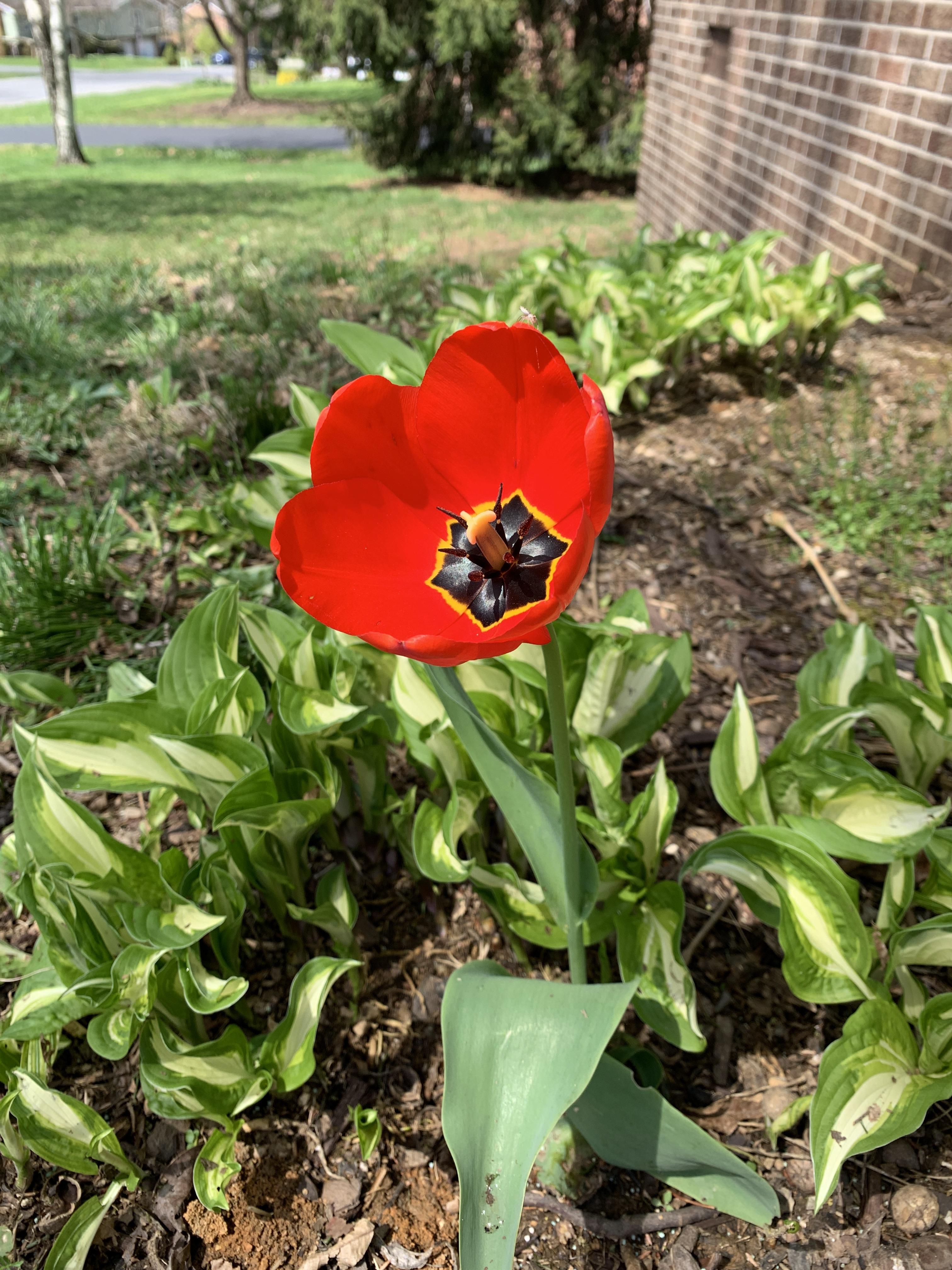 My tulip bloomed! Does anyone know what kind or is? r/gardening