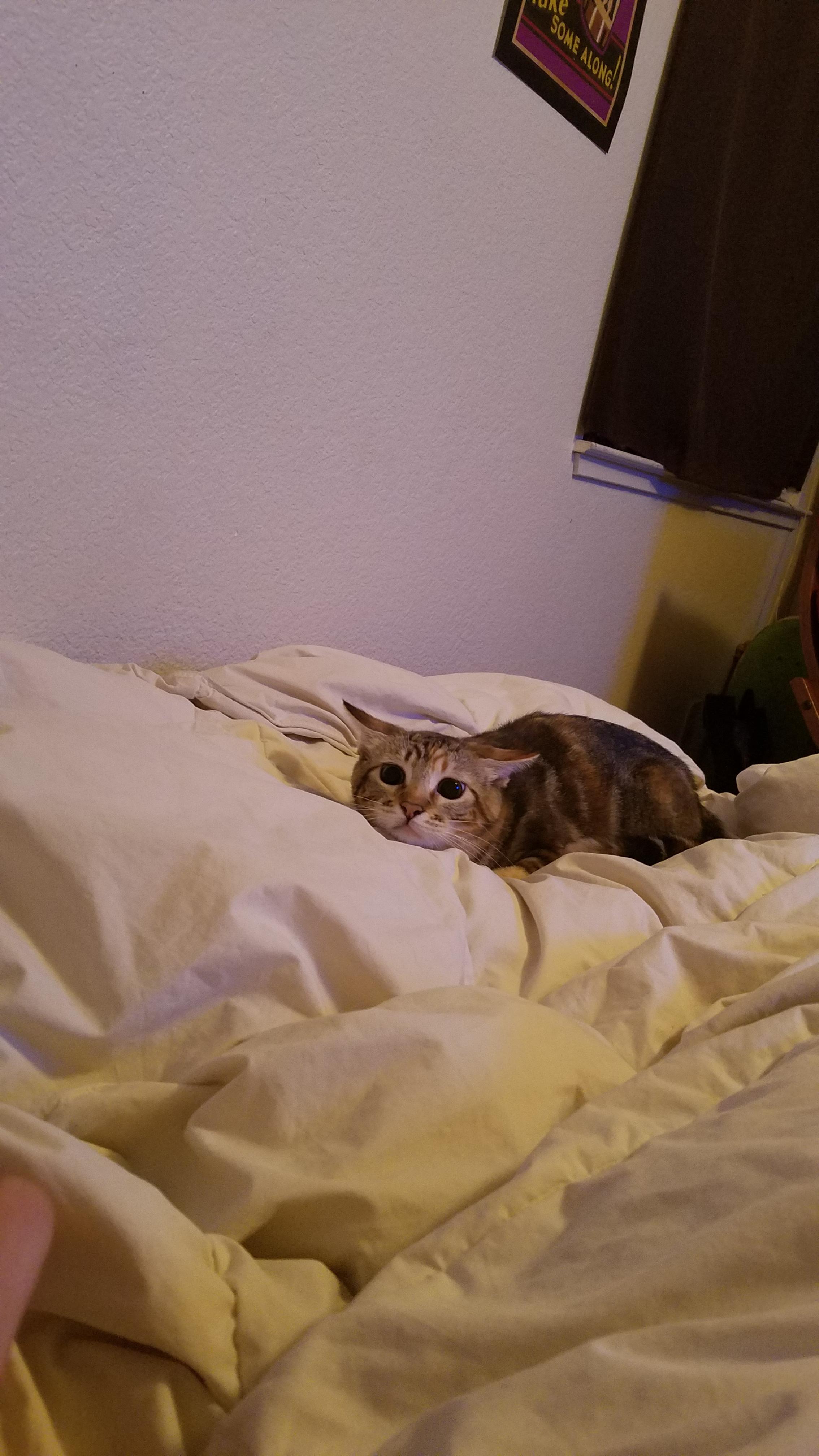 Eyes like dinner plates r/attackeyes