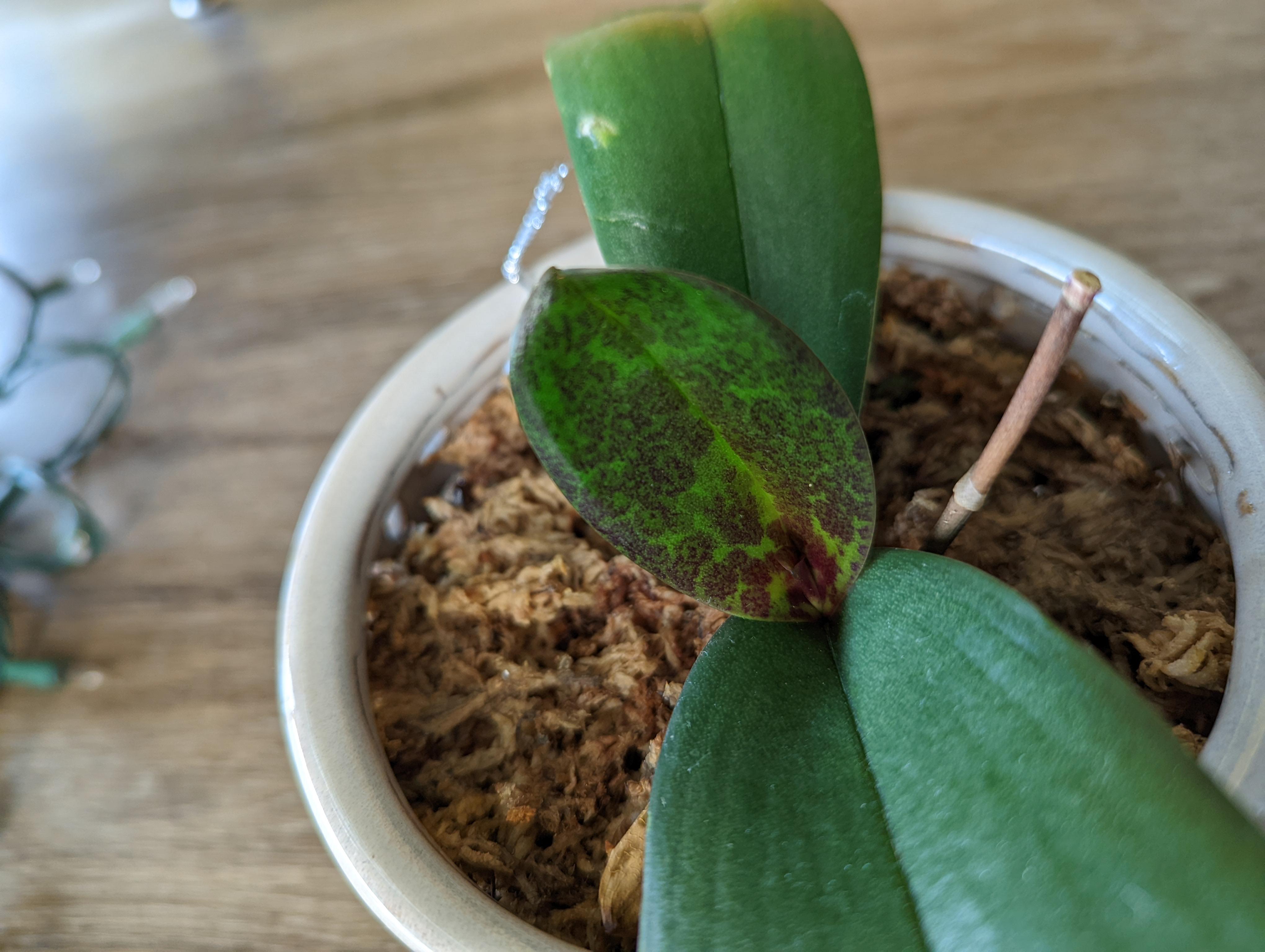 why is my orchids leaf discolored like this? r/orchids