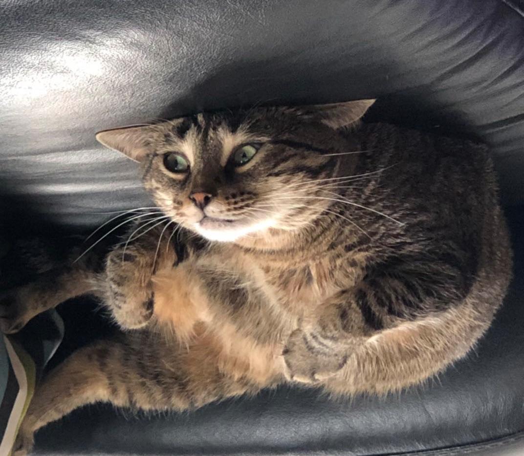 GF’s pic of cat on couch looks like it’s stuck to the ceiling when it’s