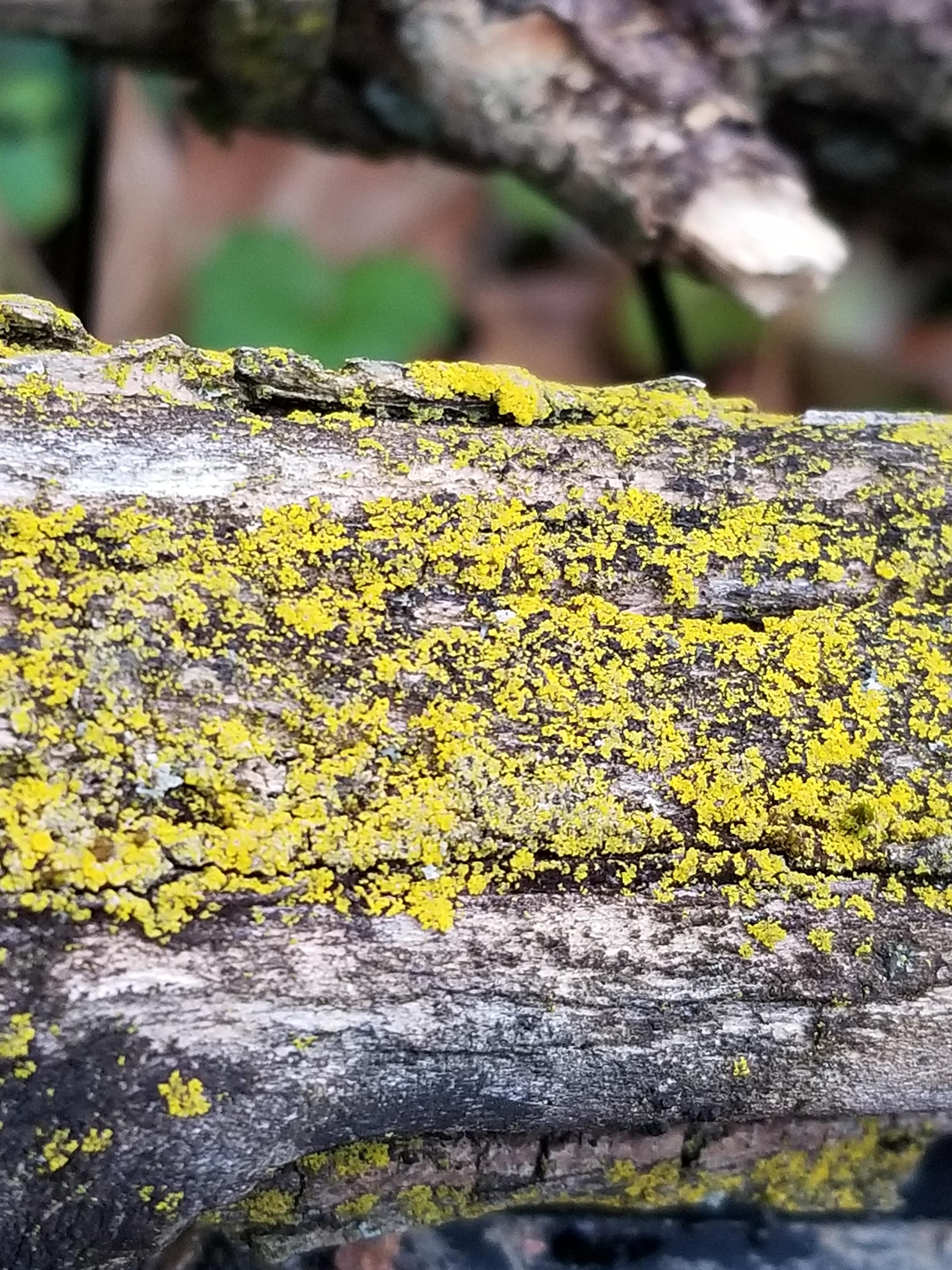 Yellow stuff on branch r/whatisthisthing
