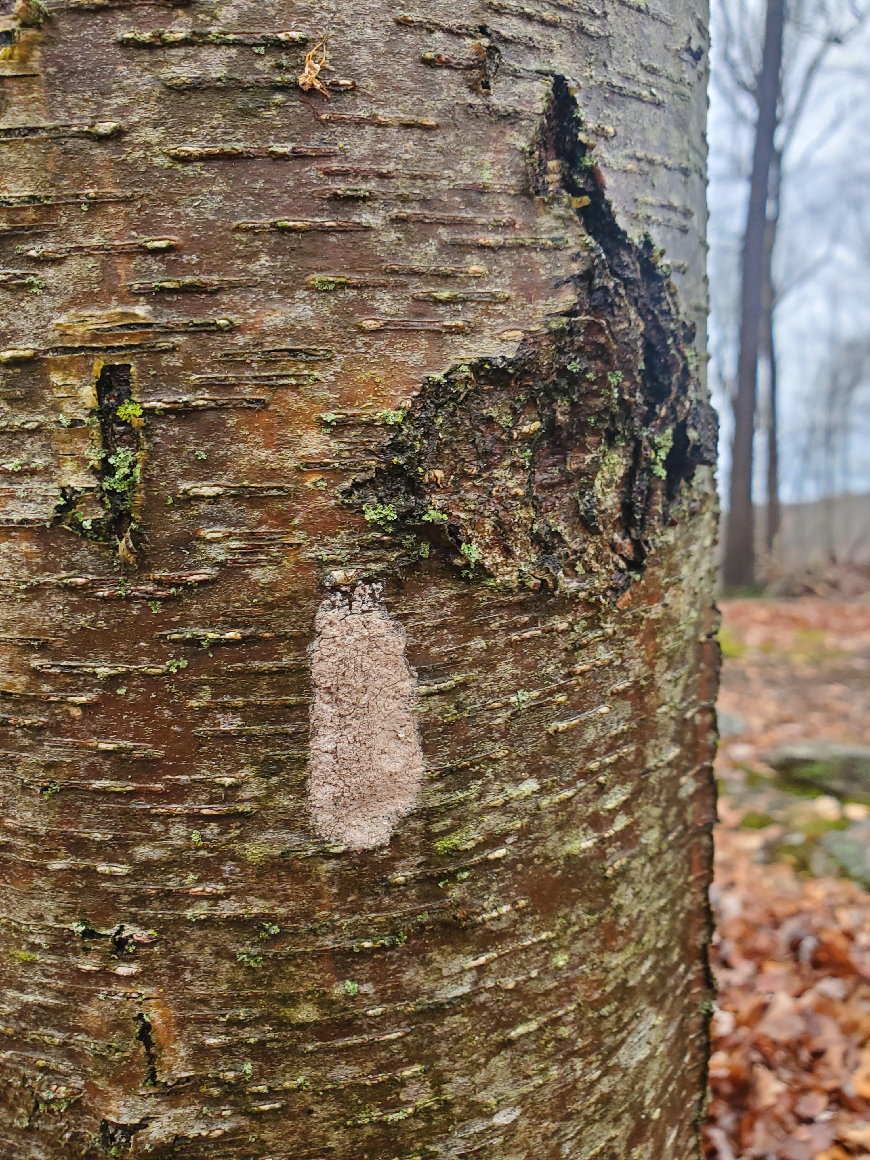 It's time to kill spotted lanternfly eggs! r/lancaster