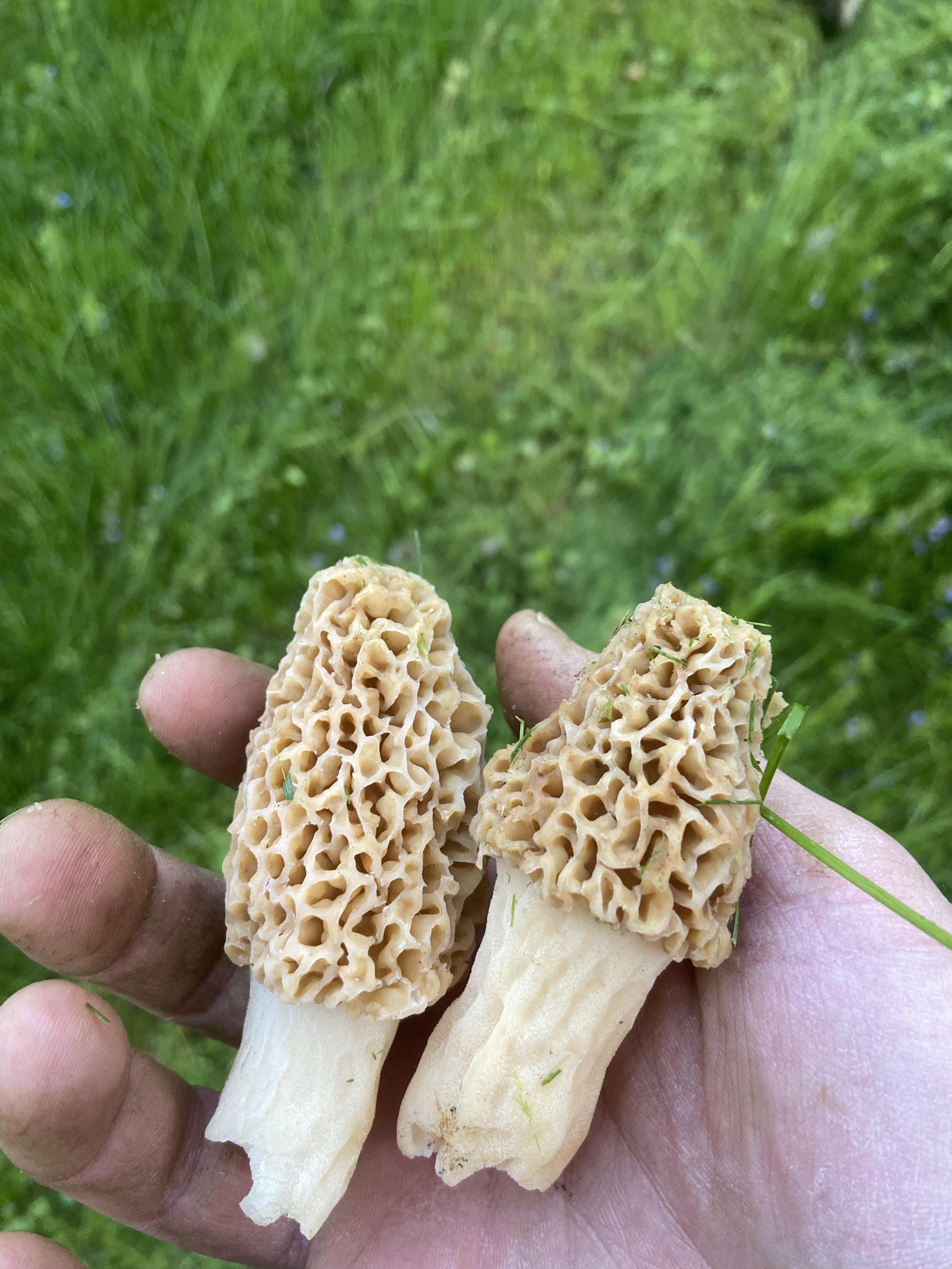 Do I have morels growing in my backyard? r/minnesota