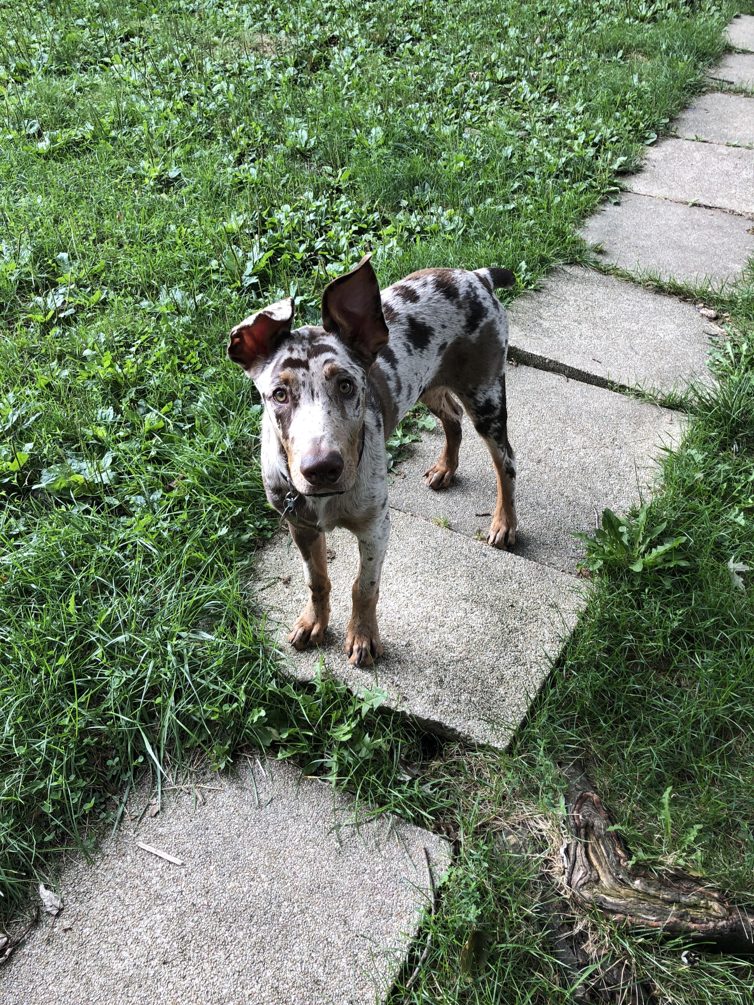 Meet Ranga. He a 4 1/2 month old Doberman/Australian