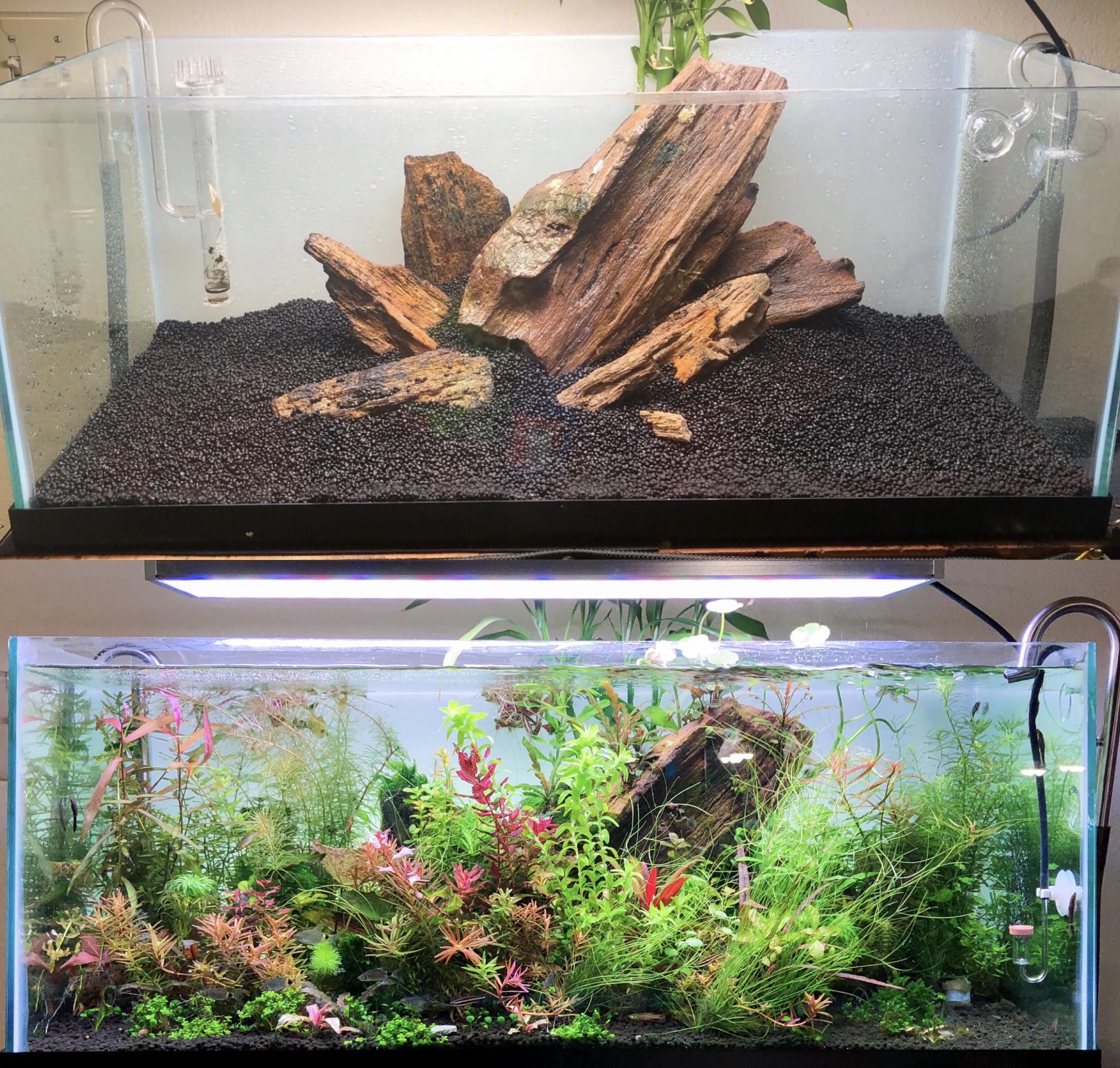 I also used petrified wood in my aquarium! u/cornflakedblaked’s post inspired me to post mine