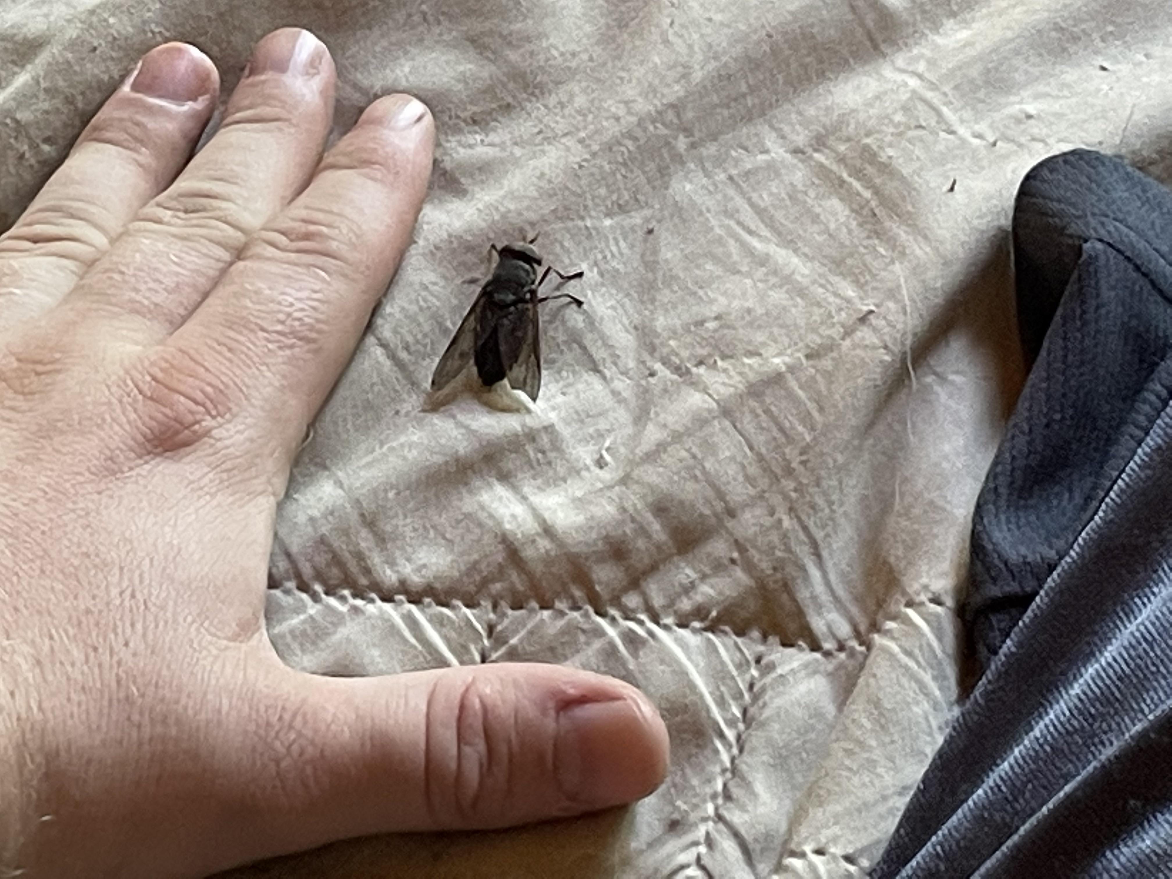 What kind of fly is that giant thing? r/whatsthisbug