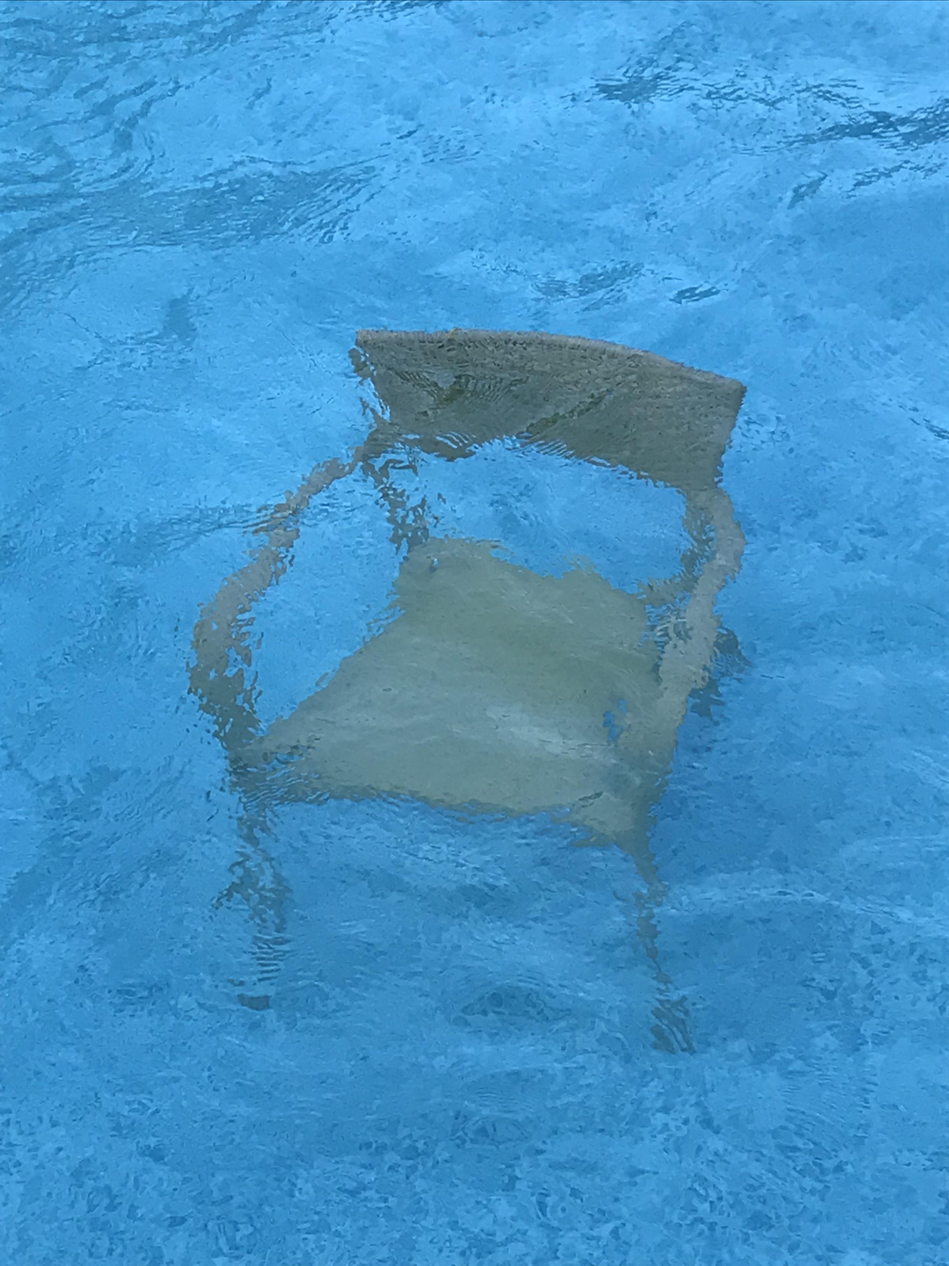 Cool at the pool r/chairsunderwater